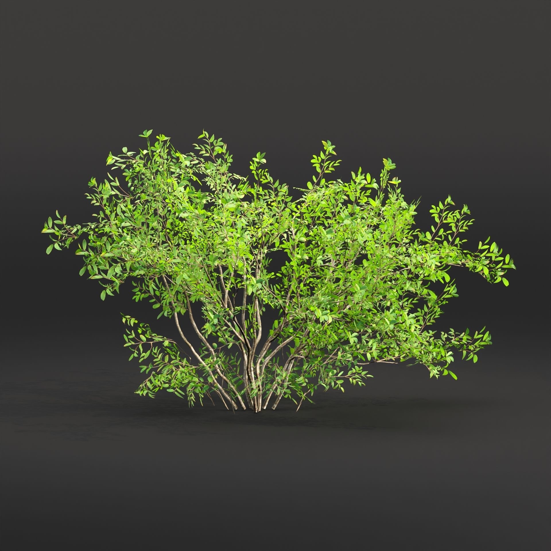 Low poly bushes collection vol 30 Low-poly 3D model_7