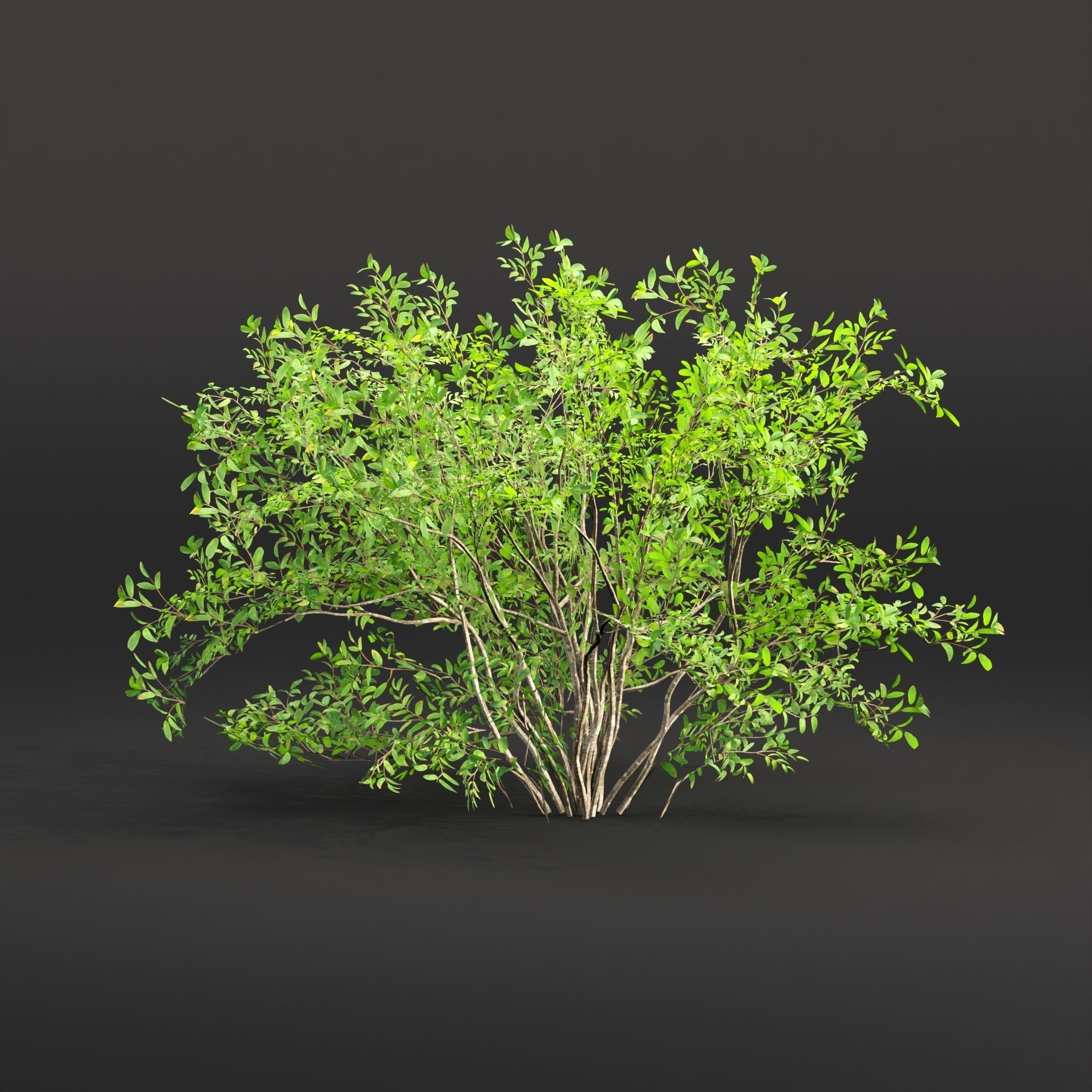 Low poly bushes collection vol 30 Low-poly 3D model_8