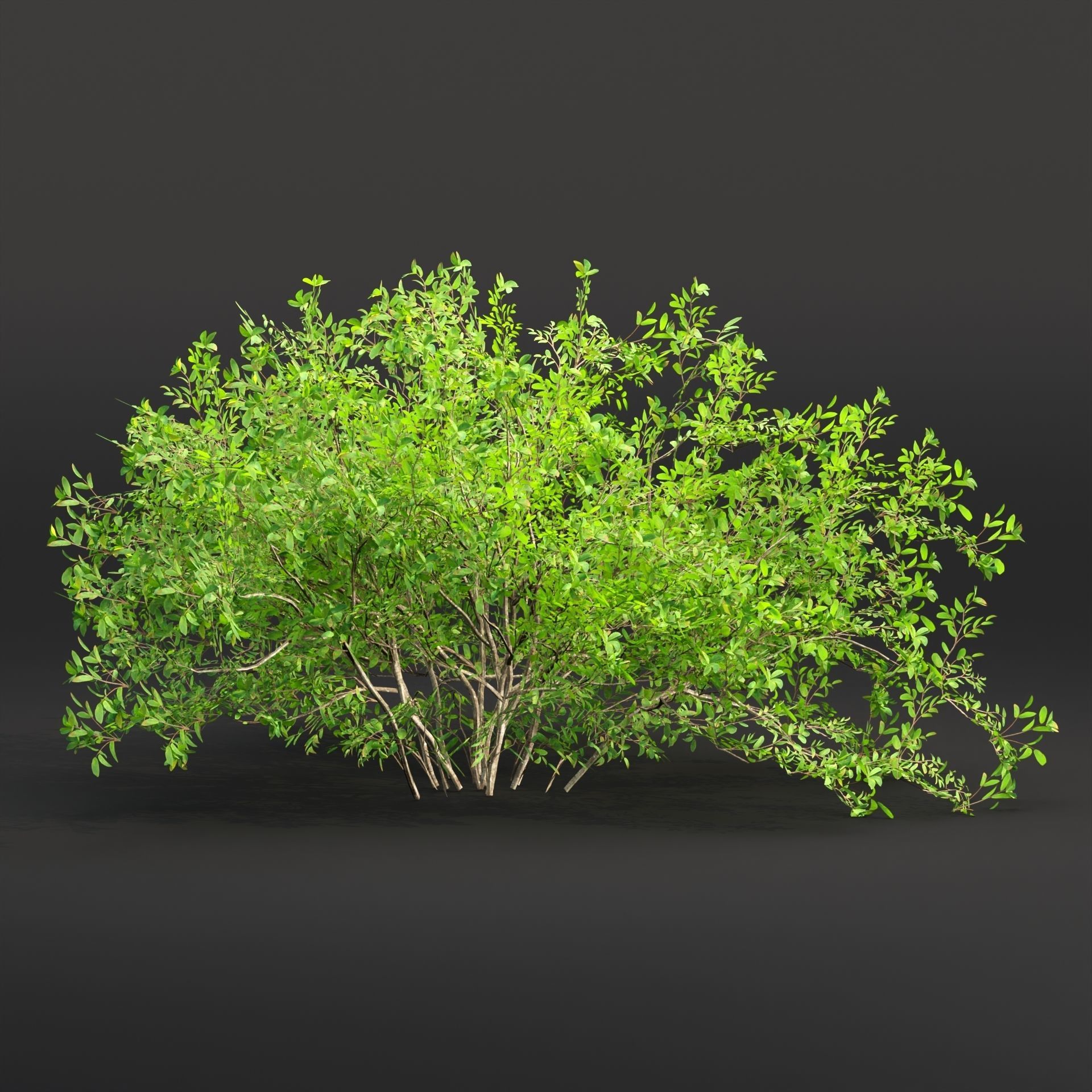 Low poly bushes collection vol 30 Low-poly 3D model_4