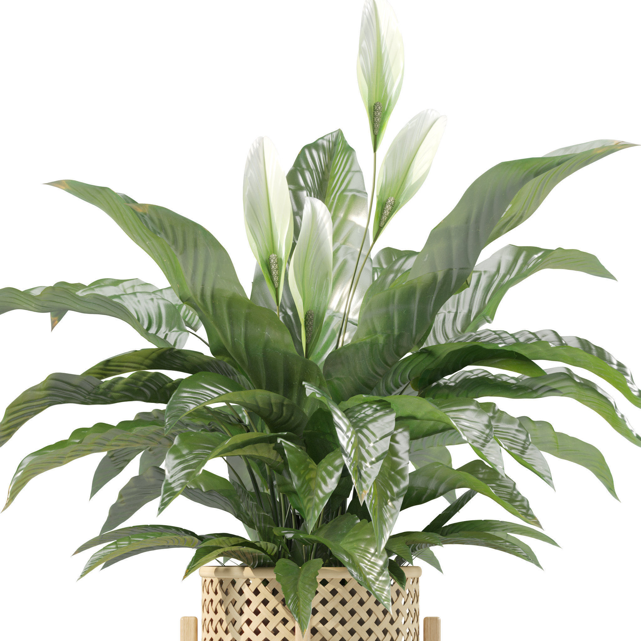 20 Photorealistic Flowers for Interiors - set 204 209 213 214 3D Model Collection_25