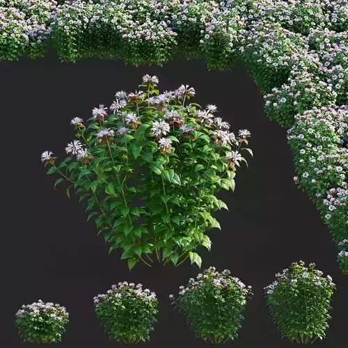 Monarda didyma Ou Charm flower