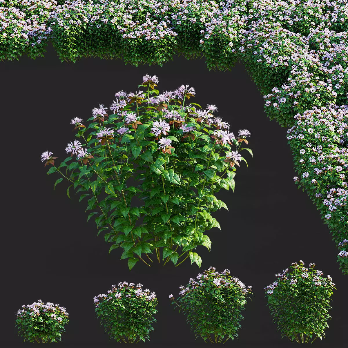 Monarda didyma Ou Charm flower 3D model