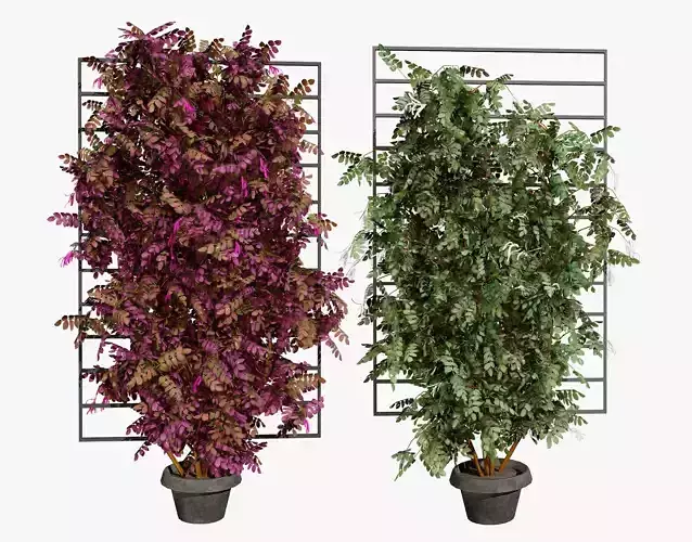 Potted Loropetalum Spalliera Climbers 3D Model Low-poly 3D model