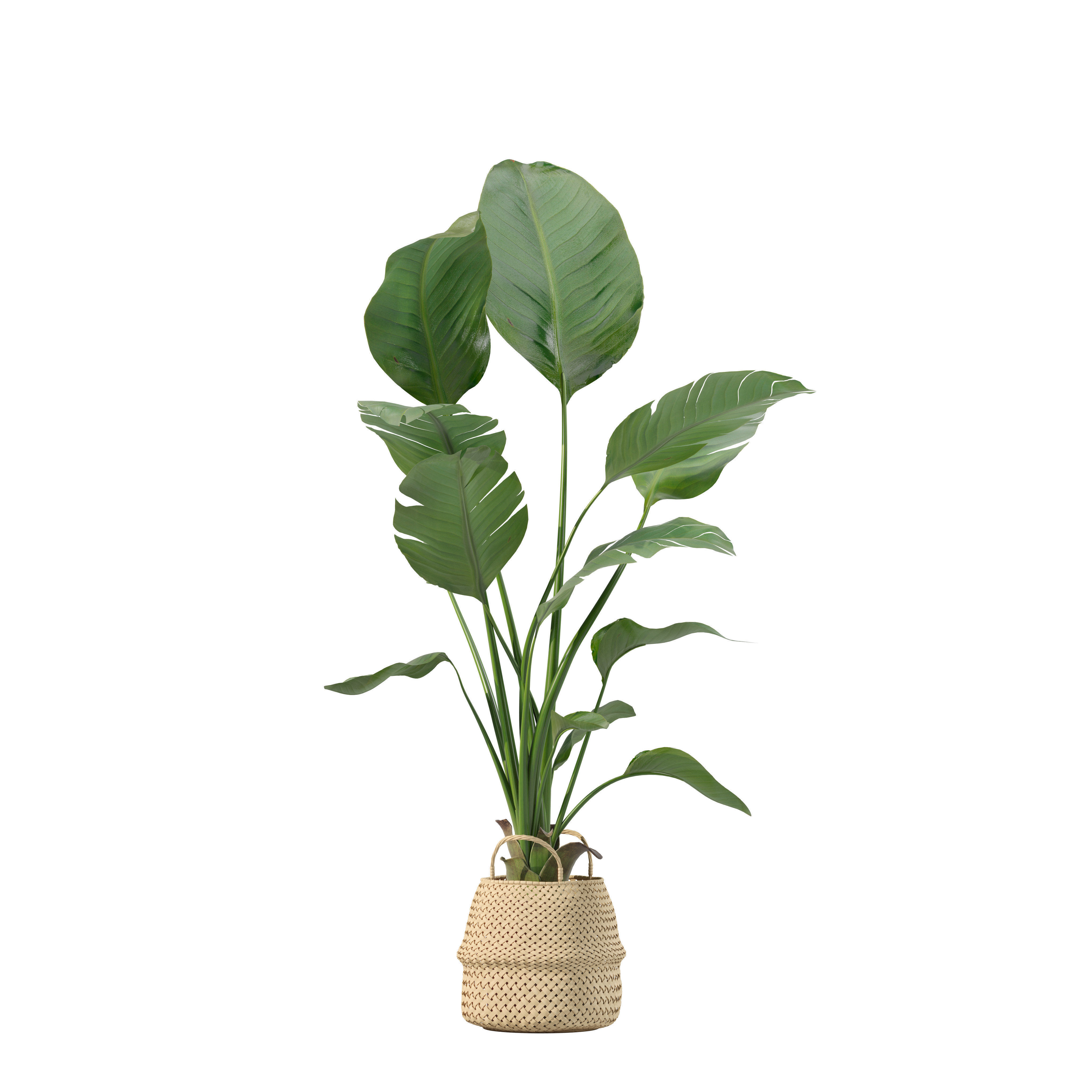 20 Photorealistic Flowers for Interiors - set 205 207 209 211 3D Model Collection_20