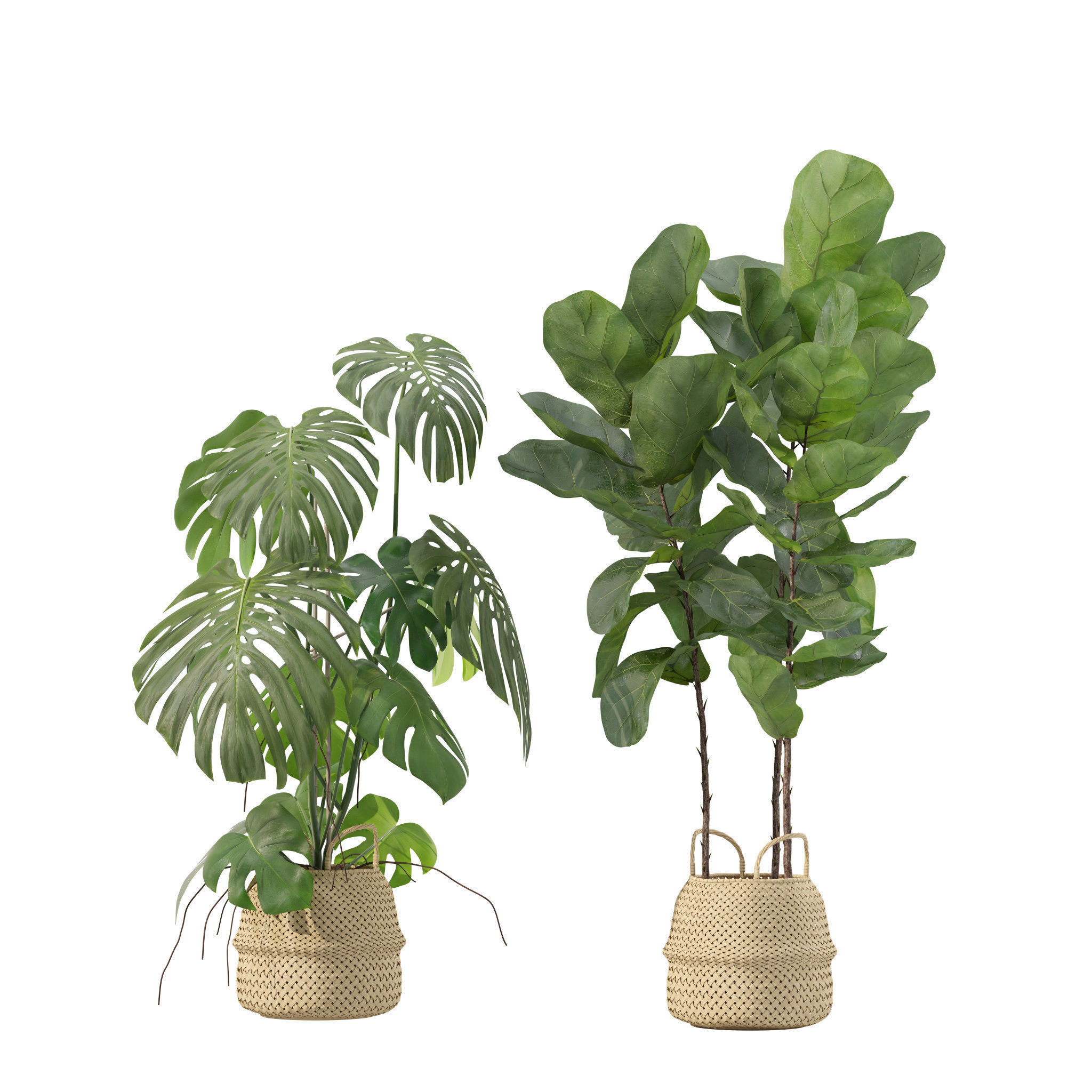 20 Photorealistic Flowers for Interiors - set 205 207 209 211 3D Model Collection_19