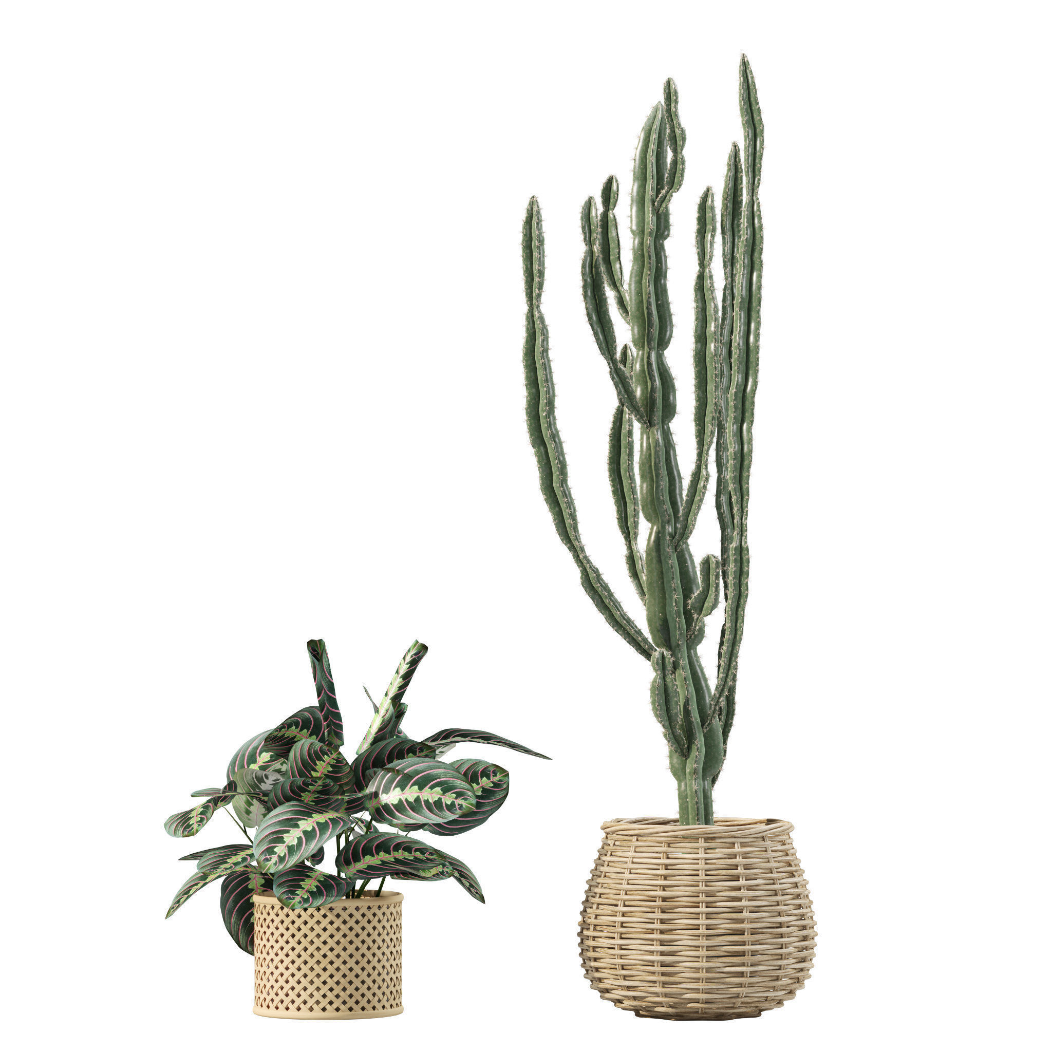 20 Photorealistic Flowers for Interiors - set 205 207 209 211 3D Model Collection_23
