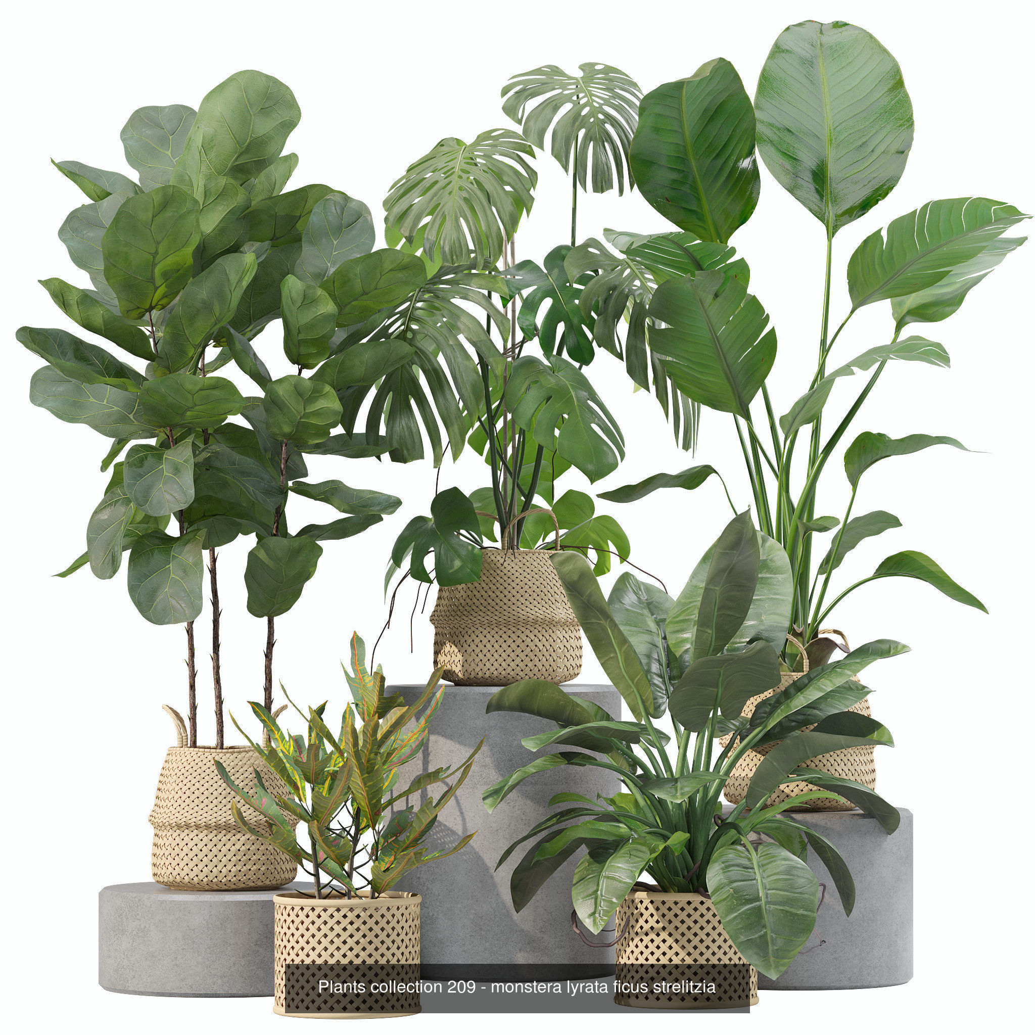 20 Photorealistic Flowers for Interiors - set 205 207 209 211 3D Model Collection_7