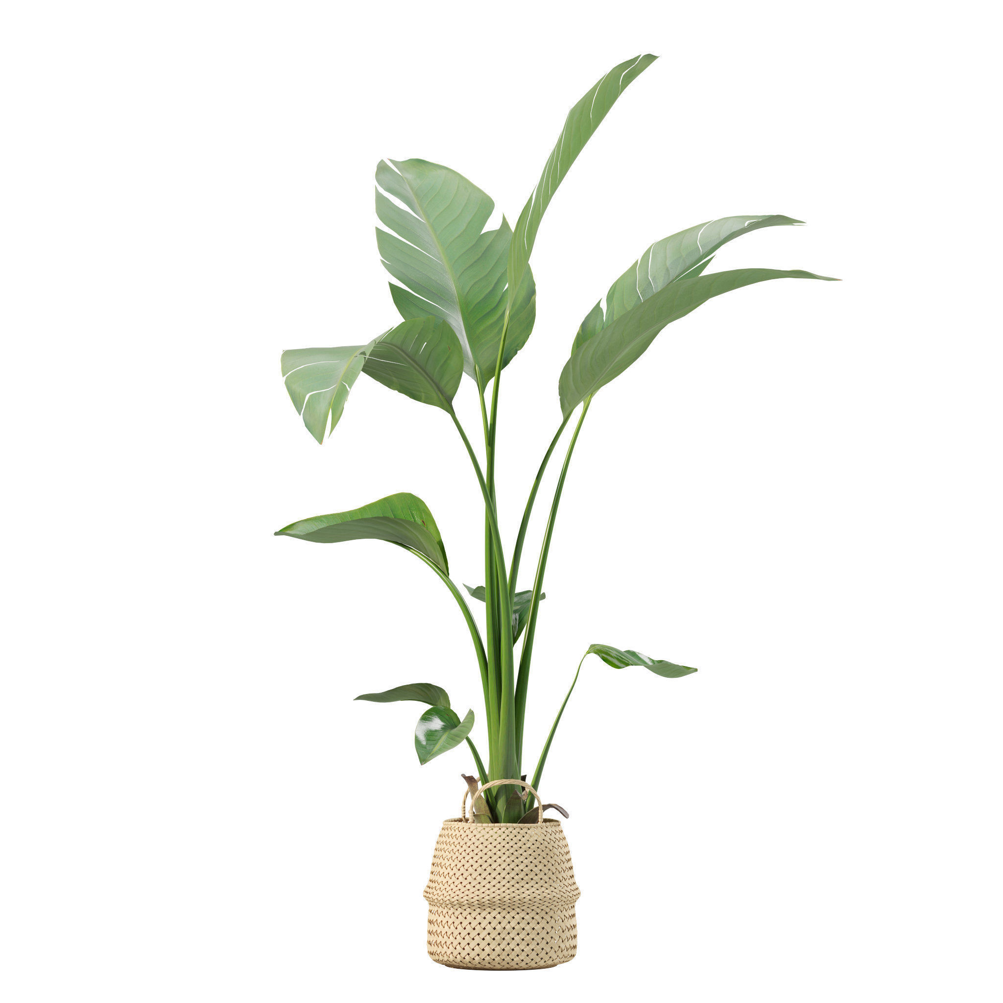 20 Photorealistic Flowers for Interiors - set 205 207 209 211 3D Model Collection_22