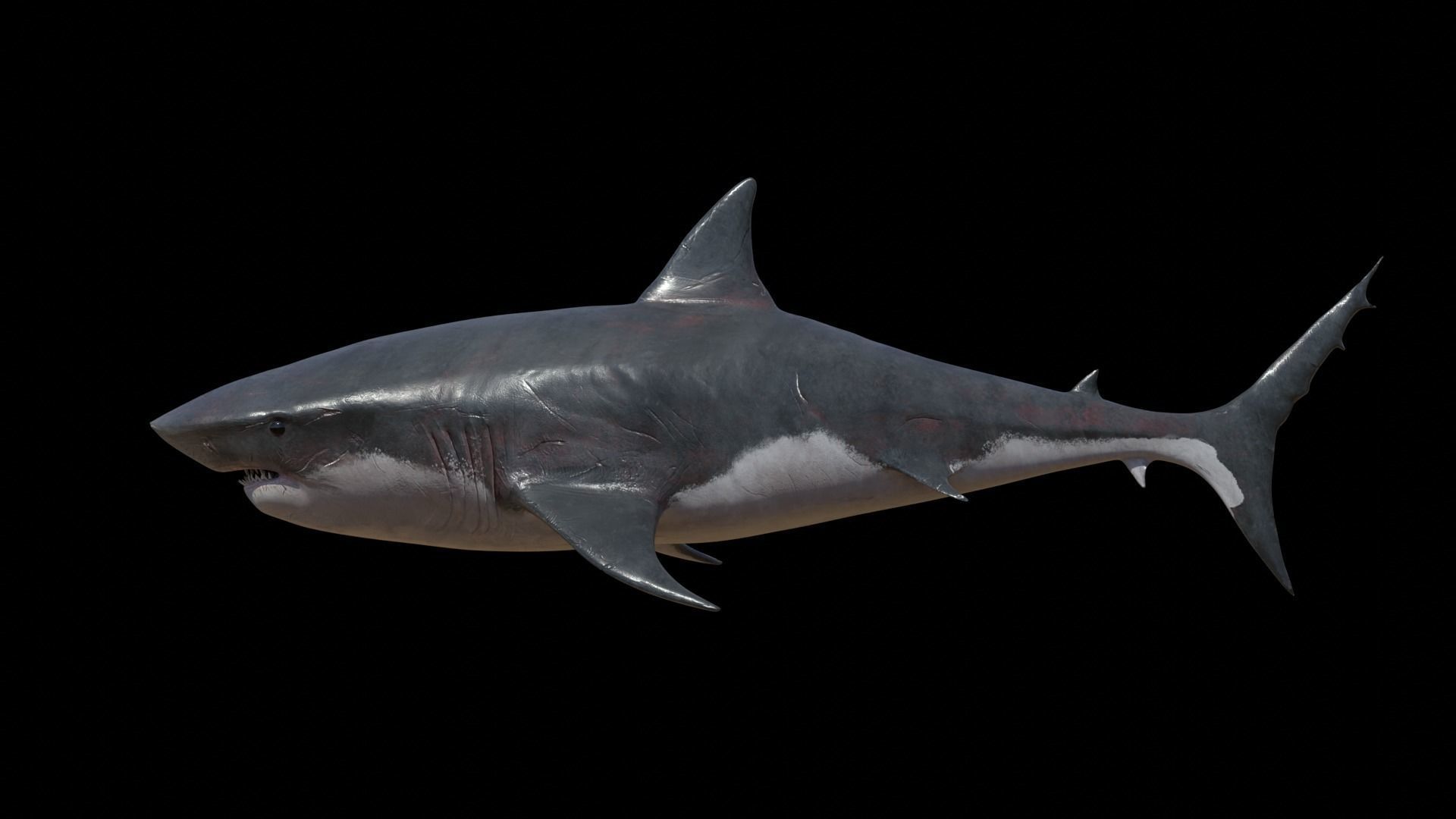 Realistic Great White Shark - Game Ready Rigged and Animated Low-poly 3D model_2