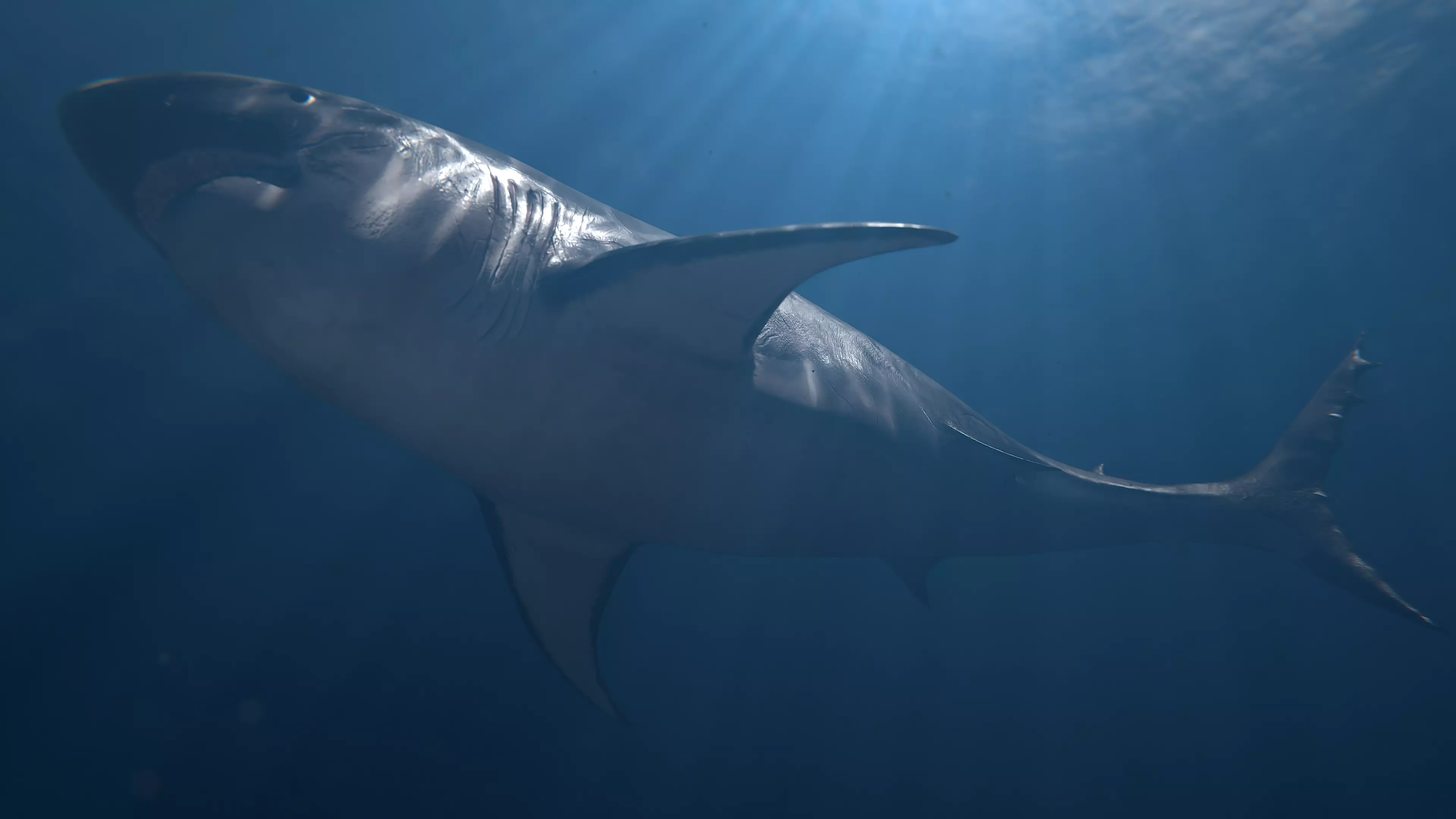 Realistic Great White Shark - Game Ready Rigged and Animated Low-poly 3D model_0