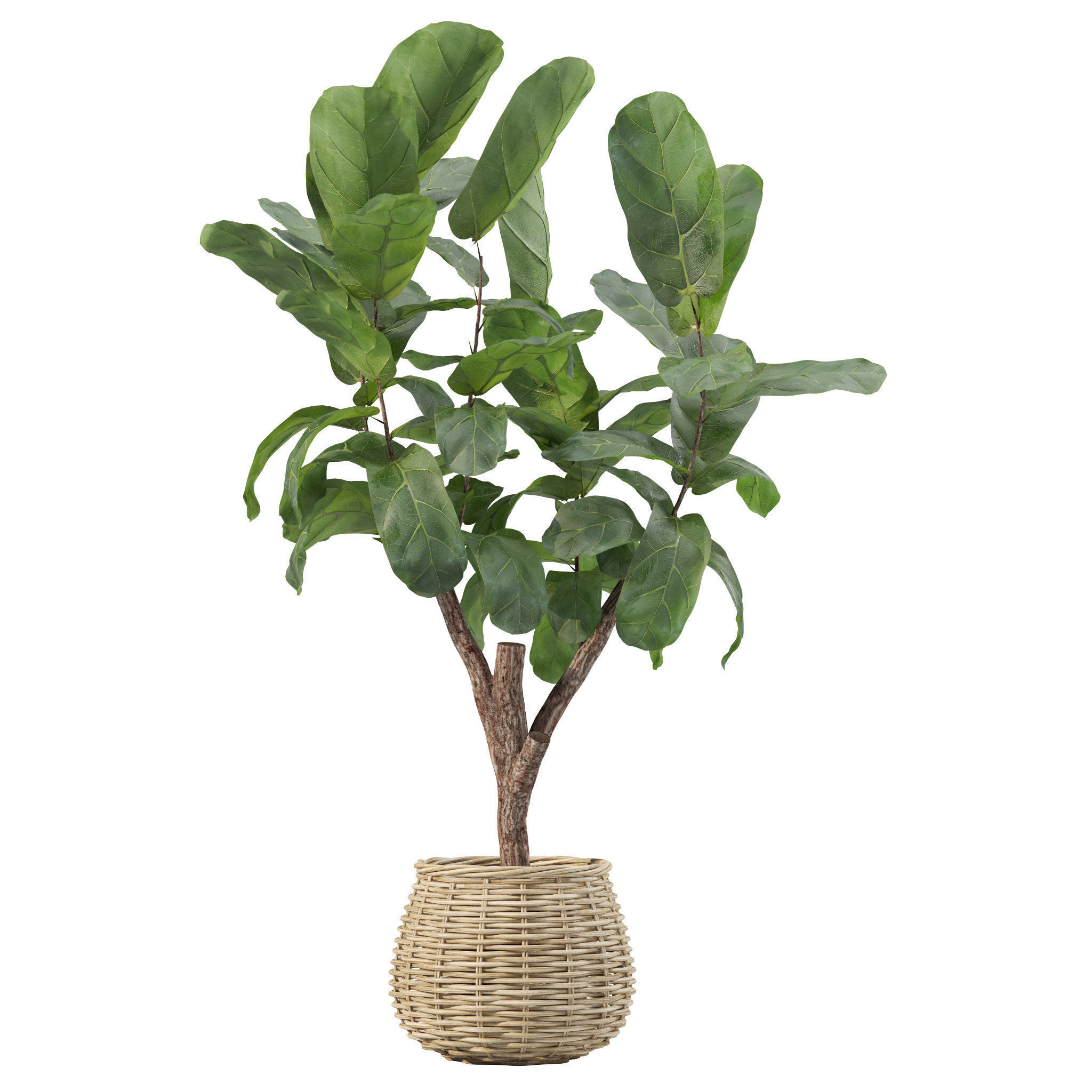 20 Photorealistic Flowers for Interiors - set 205 207 211 219 3D Model Collection_23