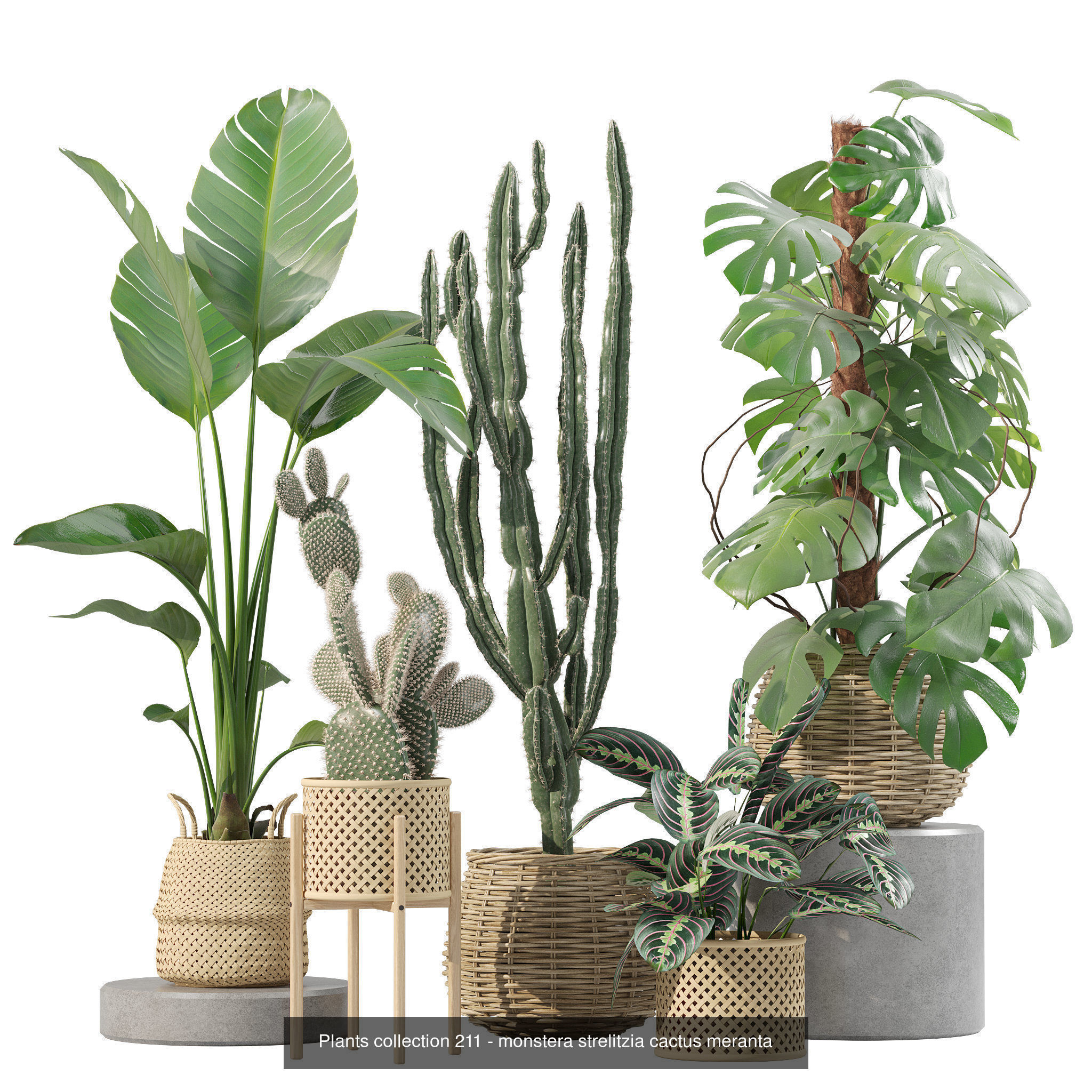 20 Photorealistic Flowers for Interiors - set 205 207 211 219 3D Model Collection_8