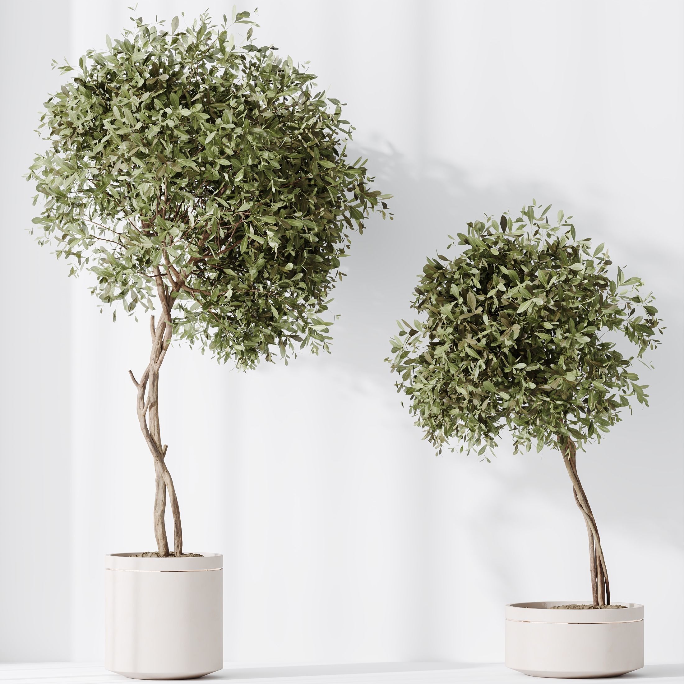 Indoor plants set 106 Olive Artificial Olivo Olea Tree 3D model_3