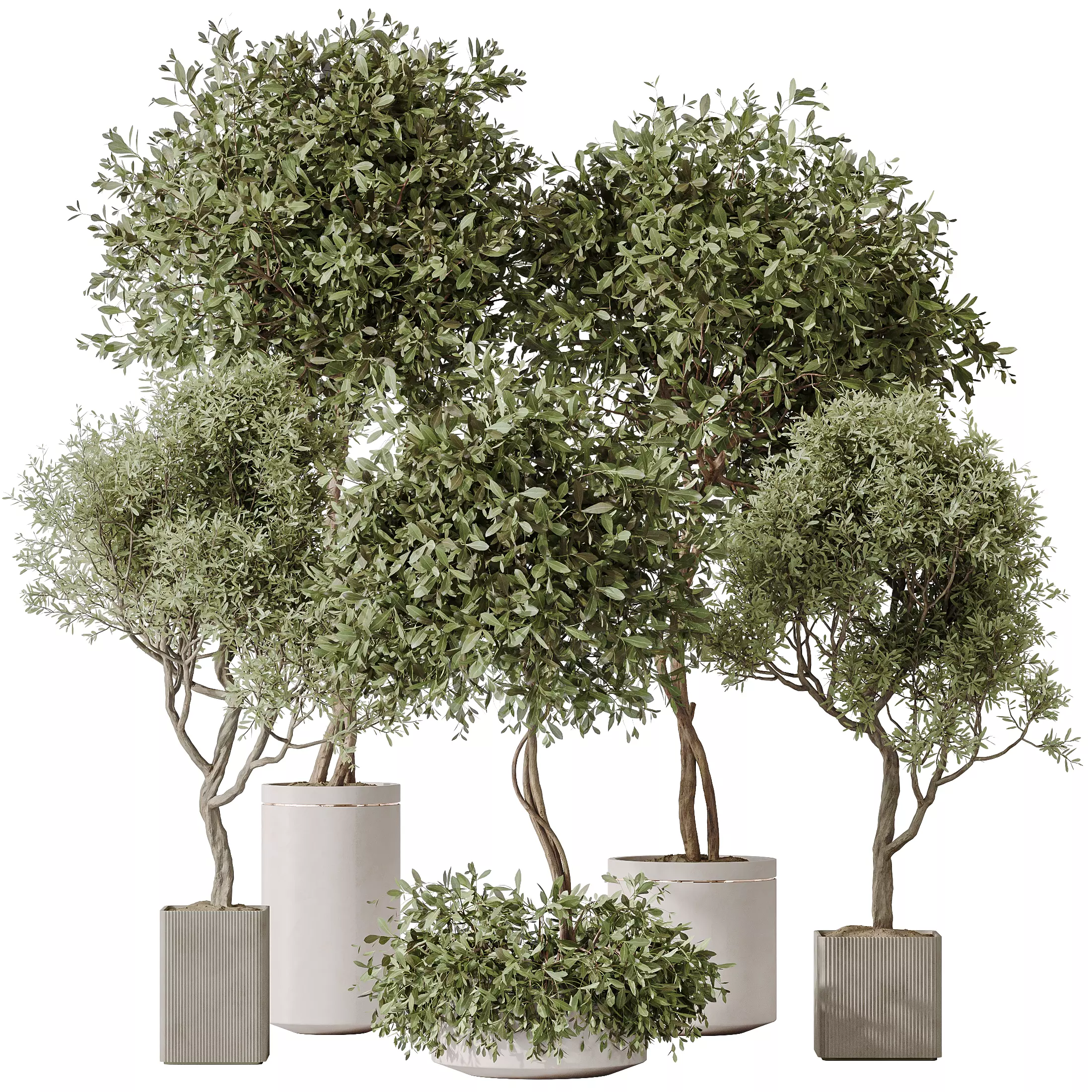 Indoor plants set 106 Olive Artificial Olivo Olea Tree 3D model_0