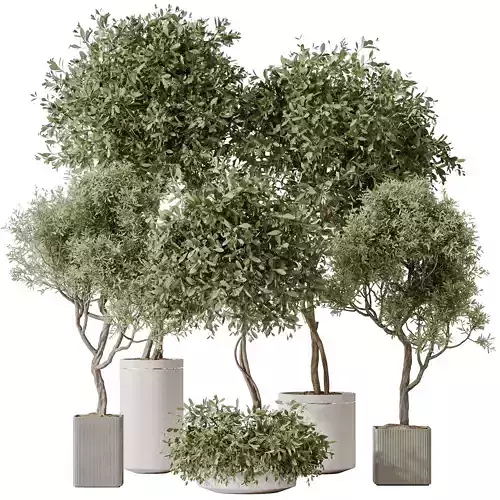 Indoor plants set 106 Olive Artificial Olivo Olea Tree 3D model