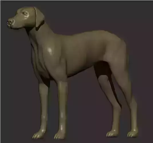 Dog Body 
