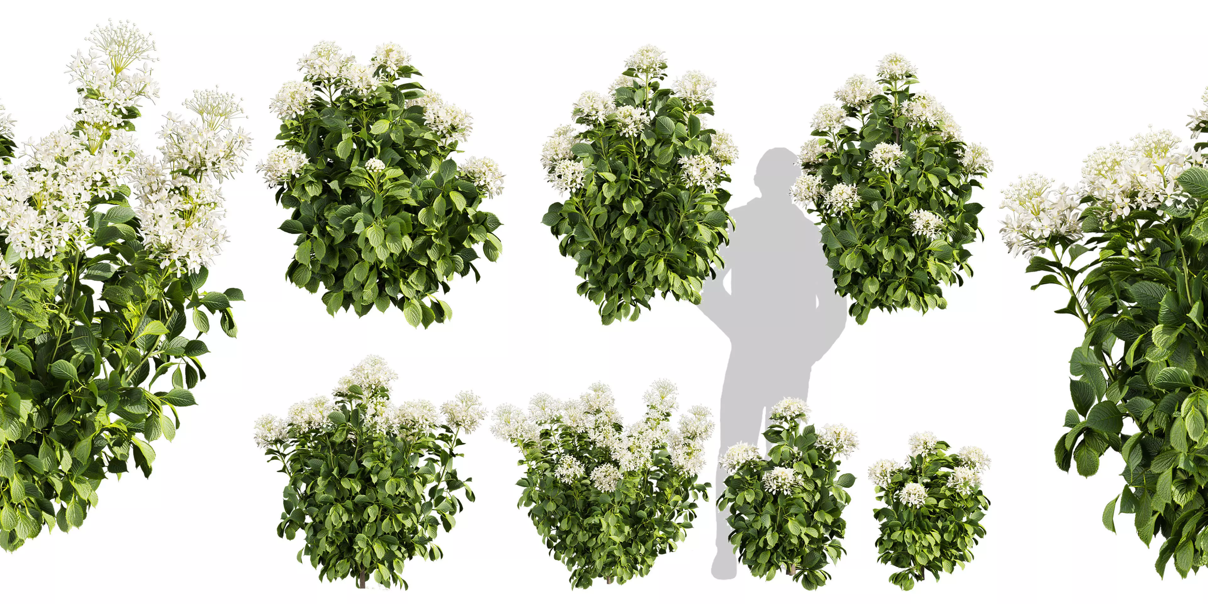 Collection plant vol 570 - shurb - Hydrangea - Great - Star 3D model