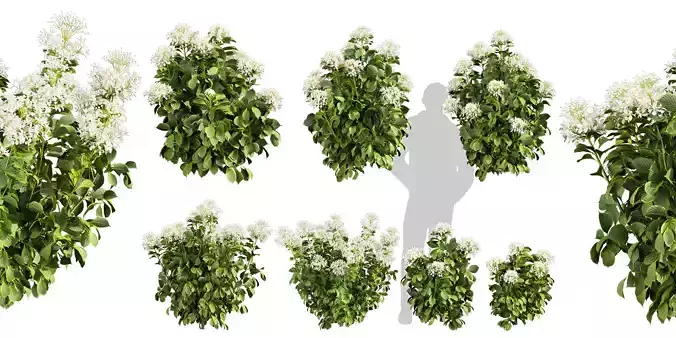 Collection plant vol 570 - shurb - Hydrangea - Great - Star 