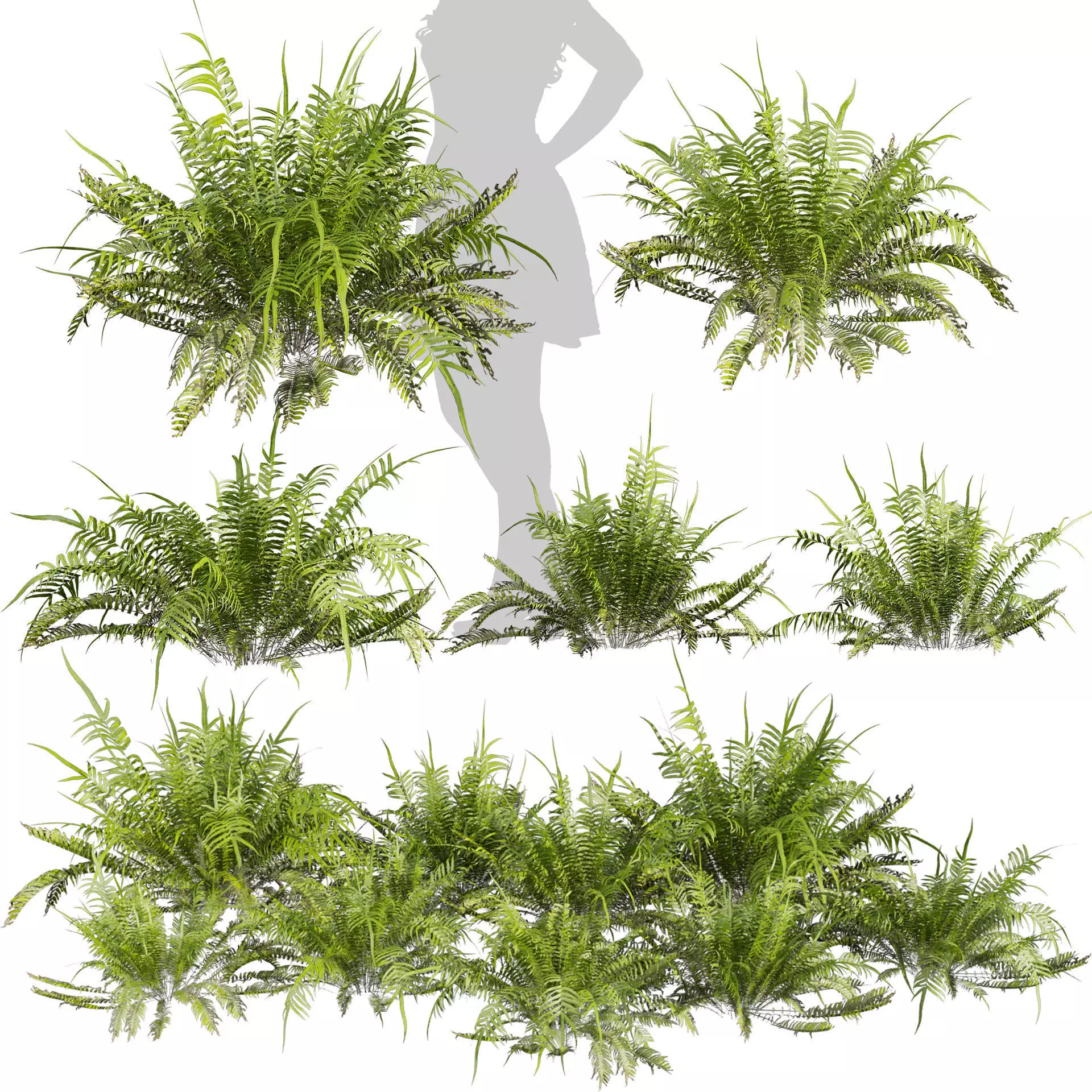 Collection plant vol 571 - shurb - ferns 3D model