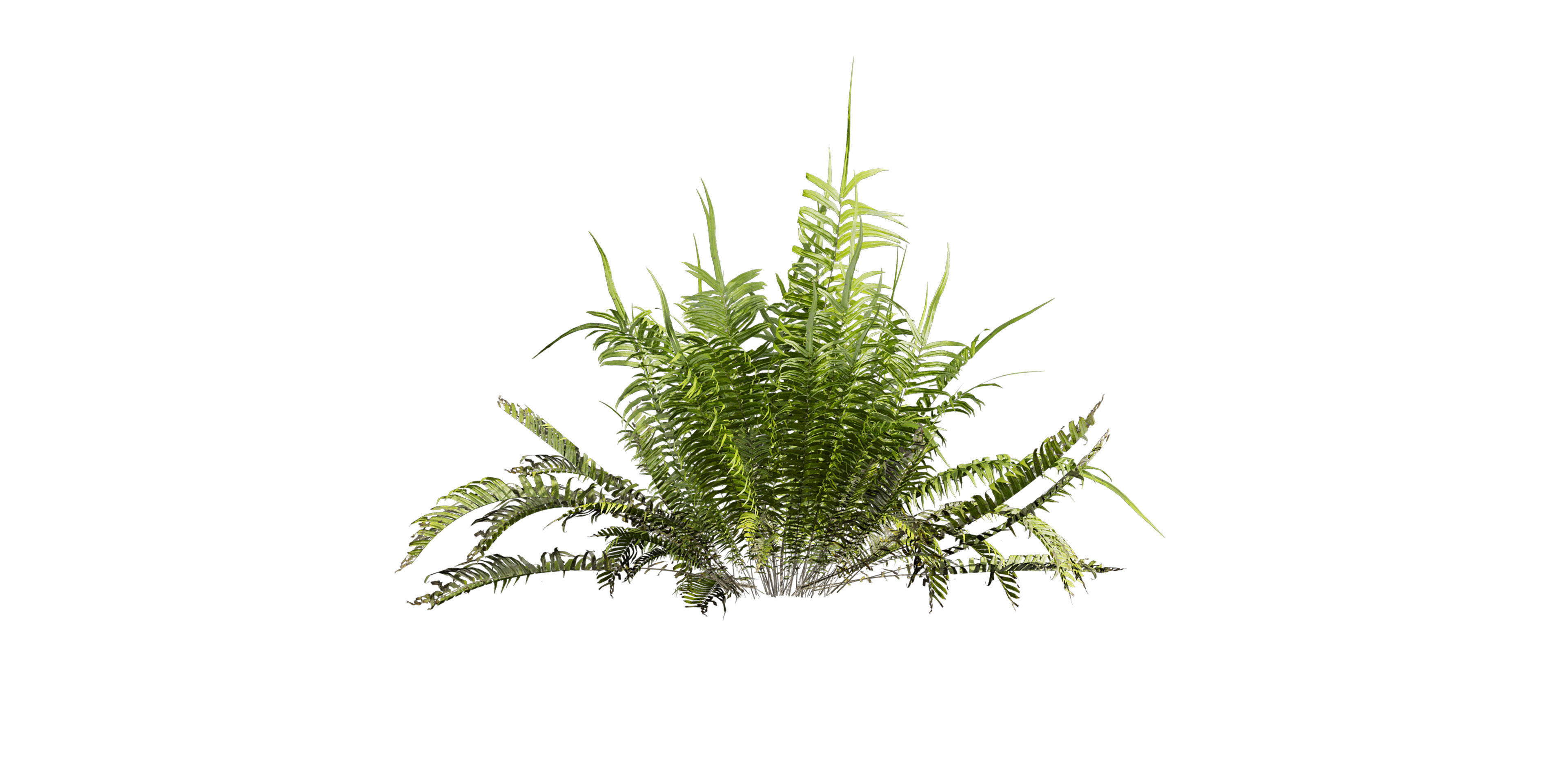 Collection plant vol 571 - shurb - ferns 3D model_4