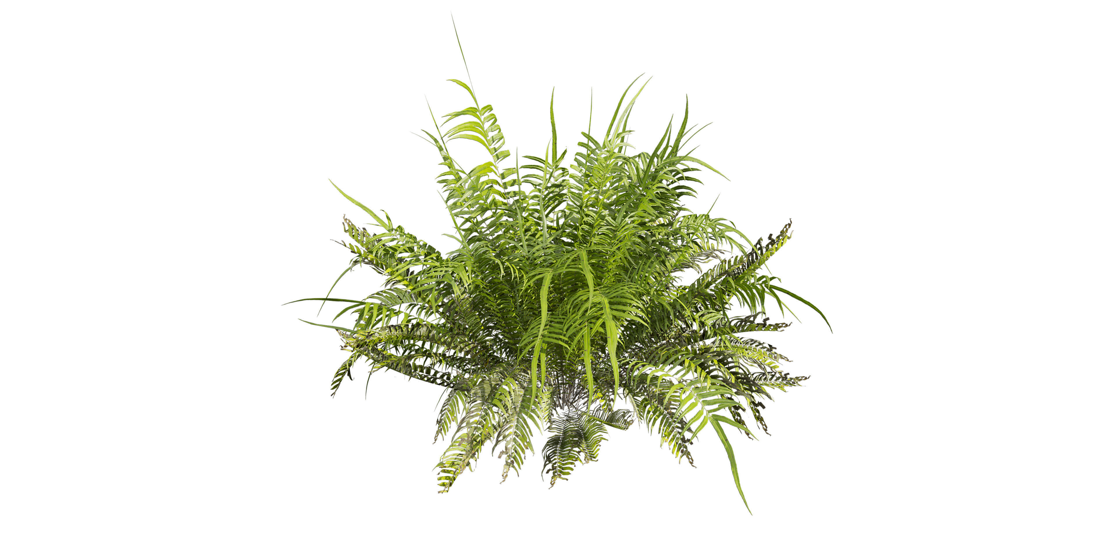 Collection plant vol 571 - shurb - ferns 3D model_1