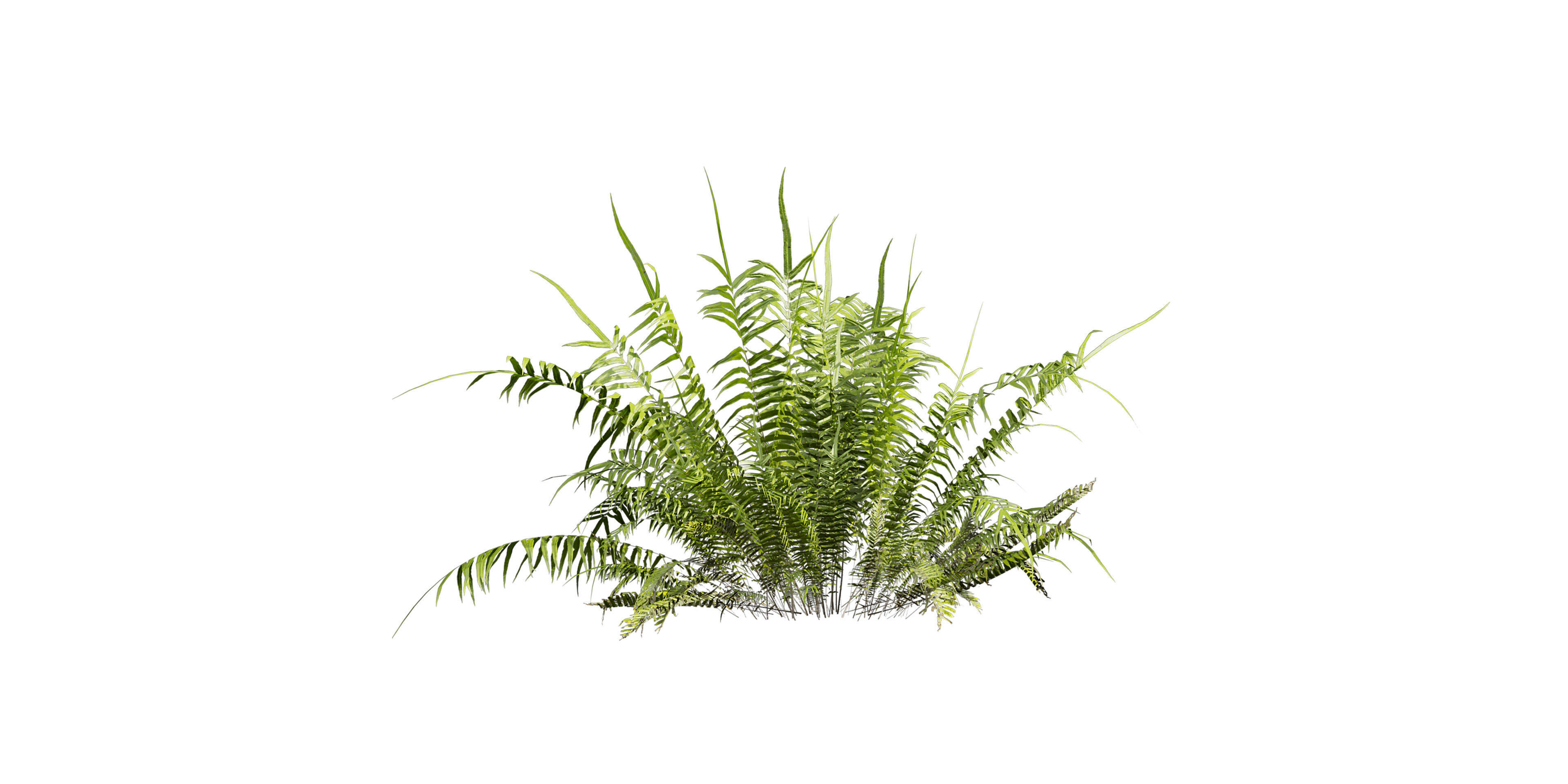 Collection plant vol 571 - shurb - ferns 3D model_5