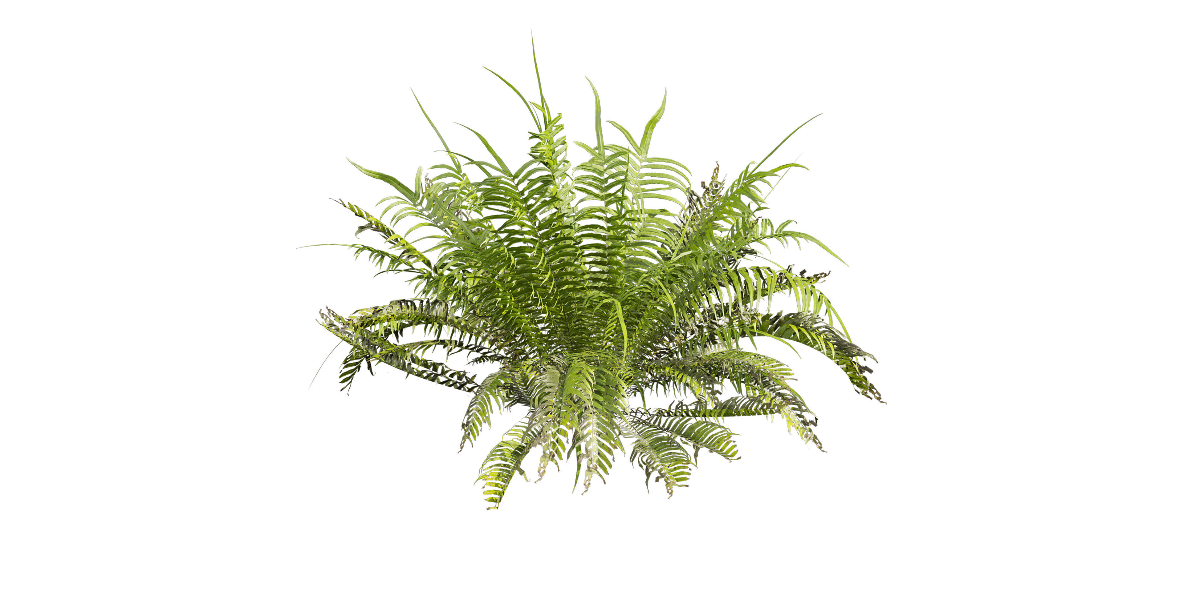 Collection plant vol 571 - shurb - ferns 3D model_2