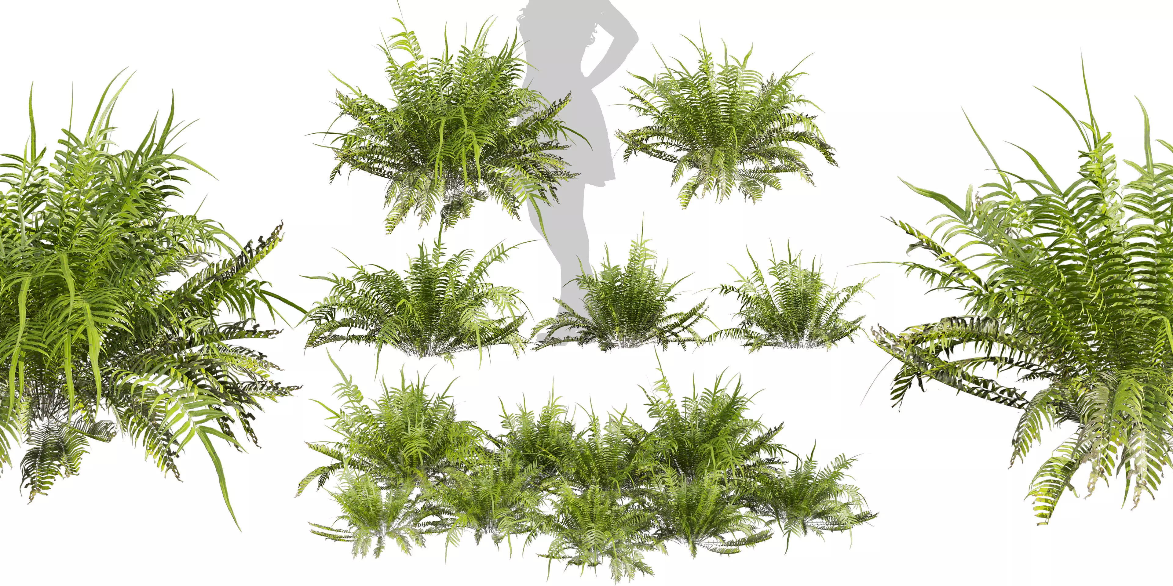 Collection plant vol 571 - shurb - ferns 3D model_0