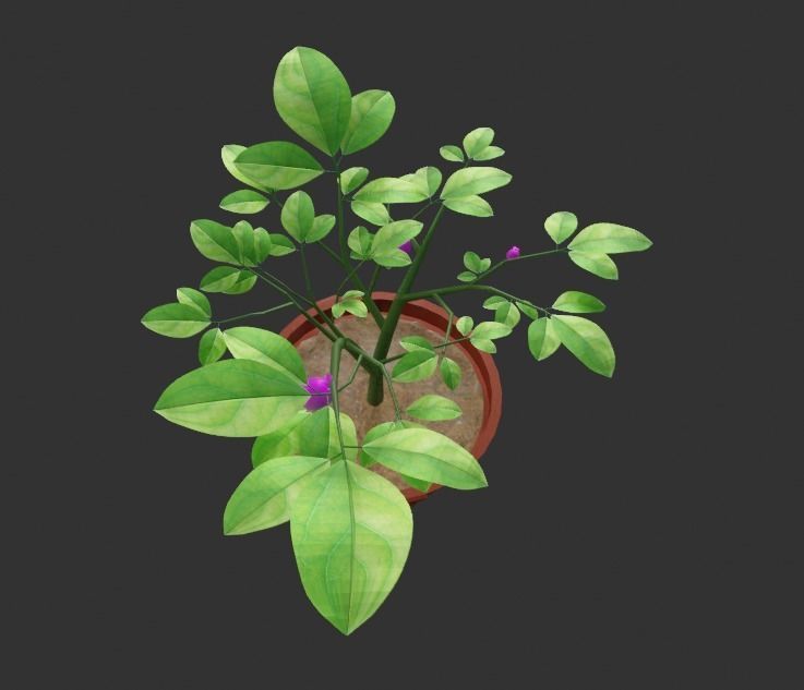 Tree Tubs 3d Model Lemon Tree Tubs Tree pot small Tree model 3D model_2