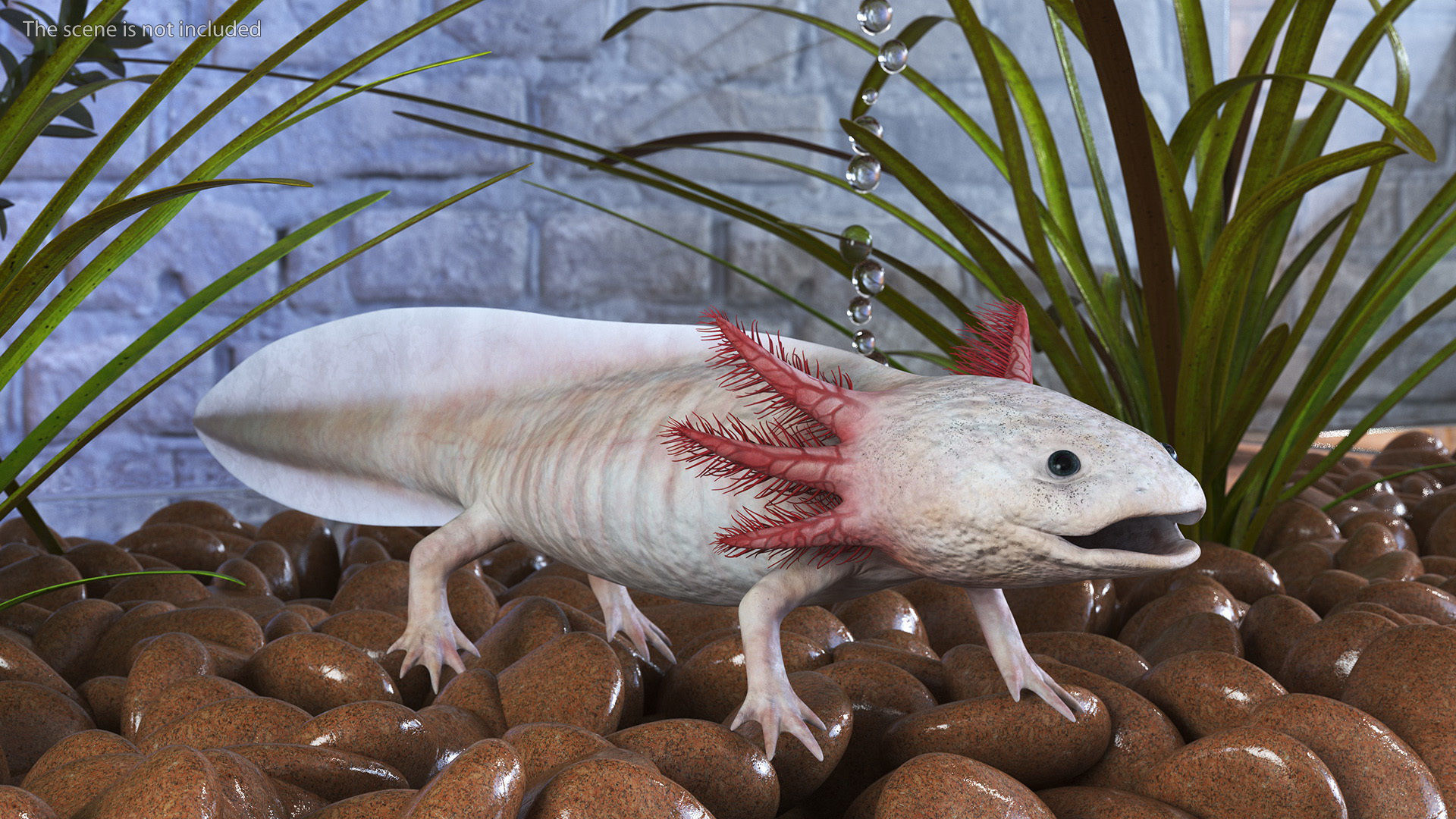 Axolotl Albino Rigged for Cinema 4D 3D model