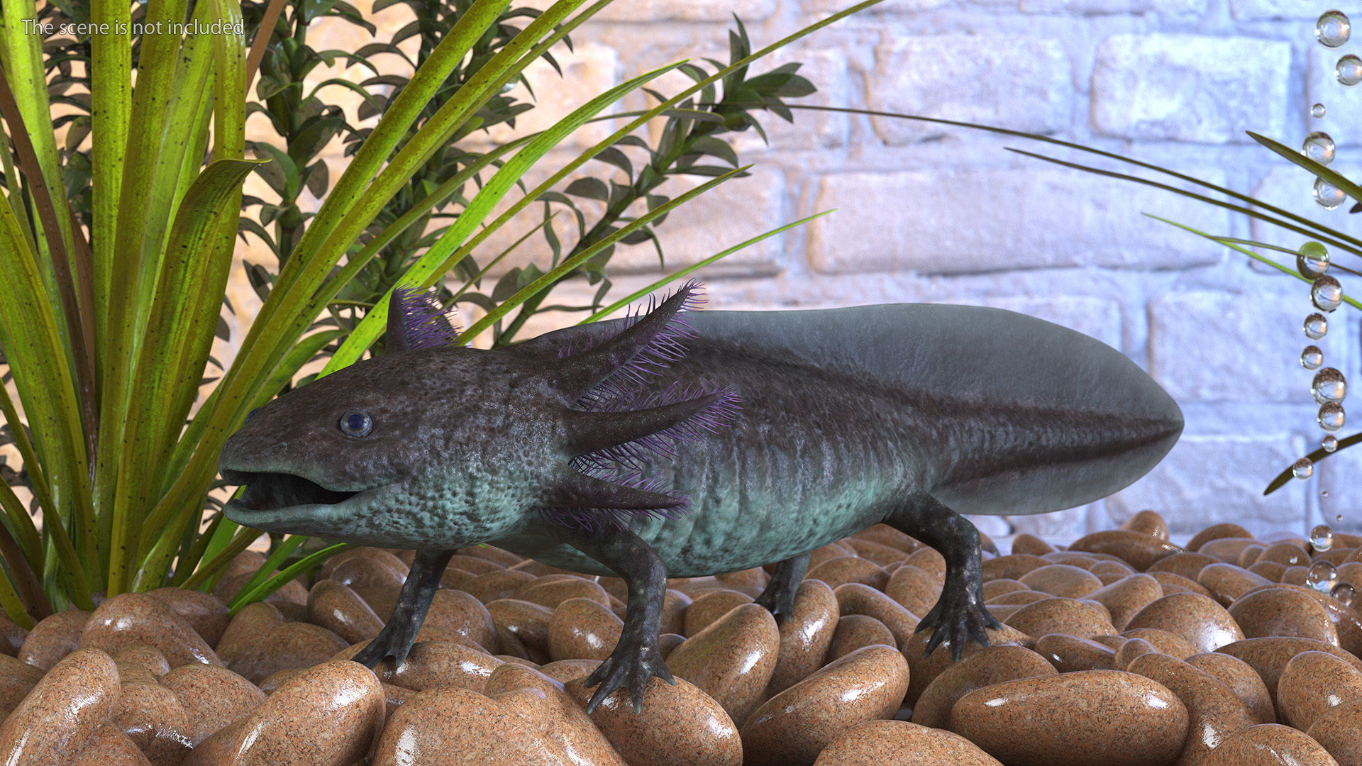 Mexican Brown Axolotl Rigged for Cinema 4D 3D model