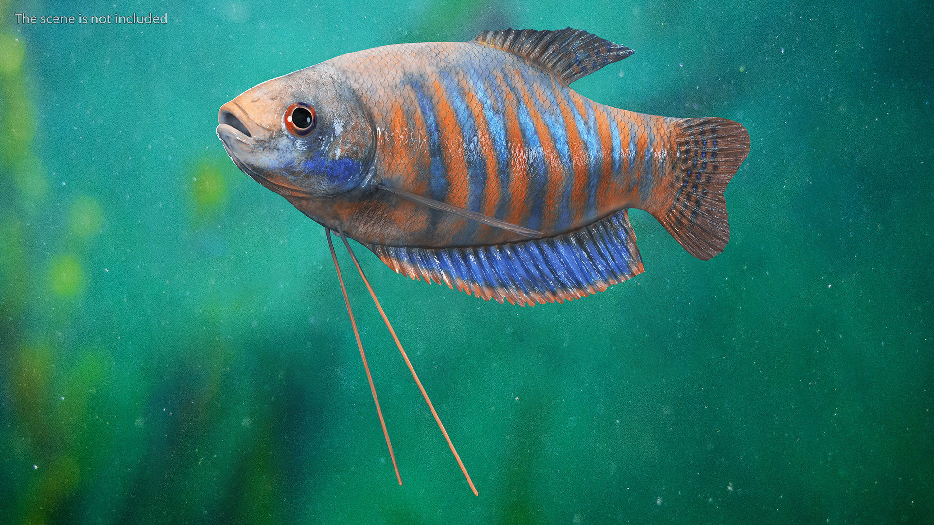 Dwarf Gourami Fish Rigged for Cinema 4D 3D model