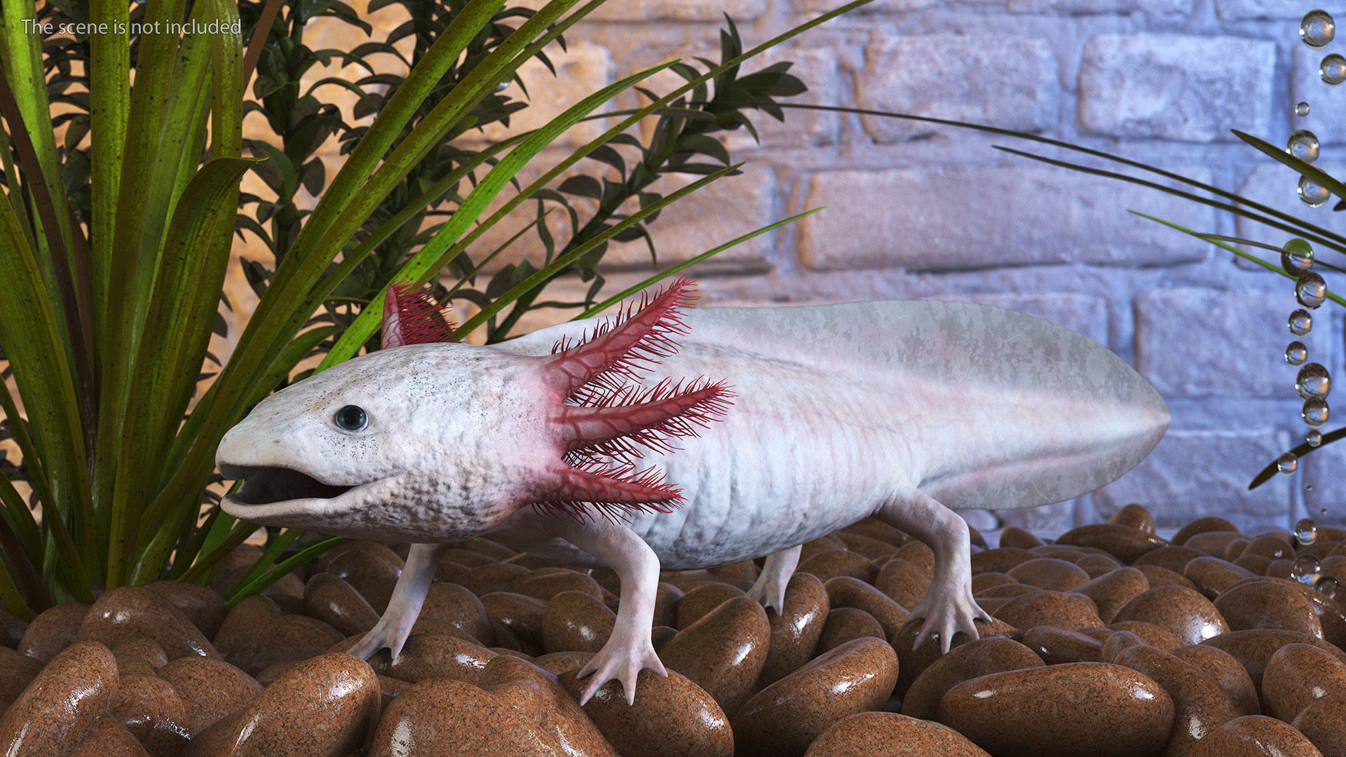 Axolotl Albino Rigged for Maya 3D model
