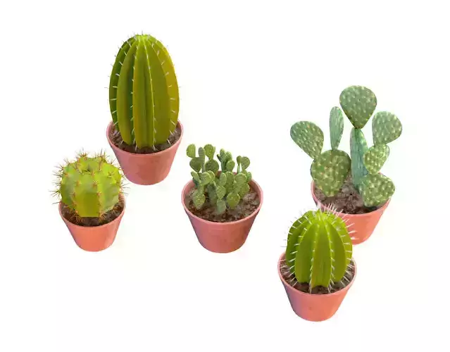 Potted cactus collection Low-poly 3D model