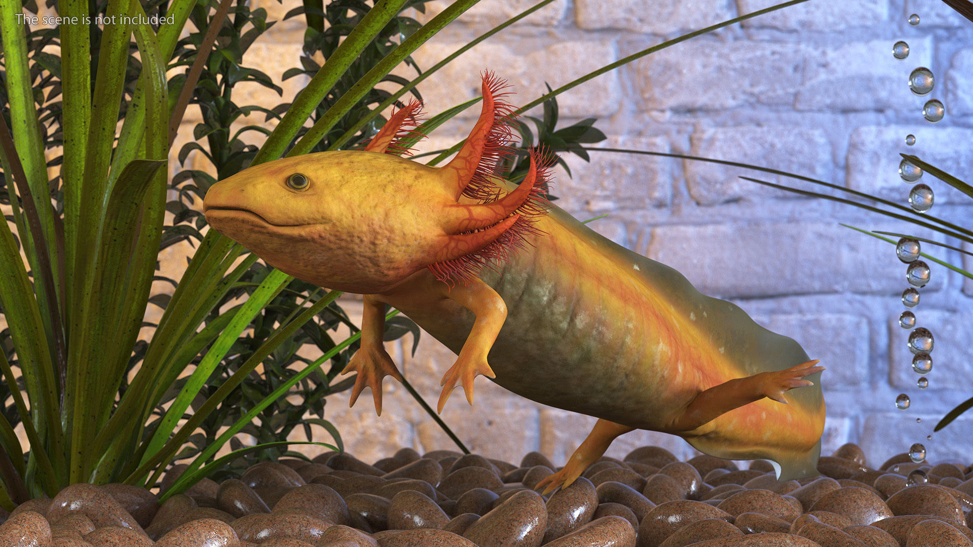 Gold Albino Axolotl Rigged for Cinema 4D 3D model