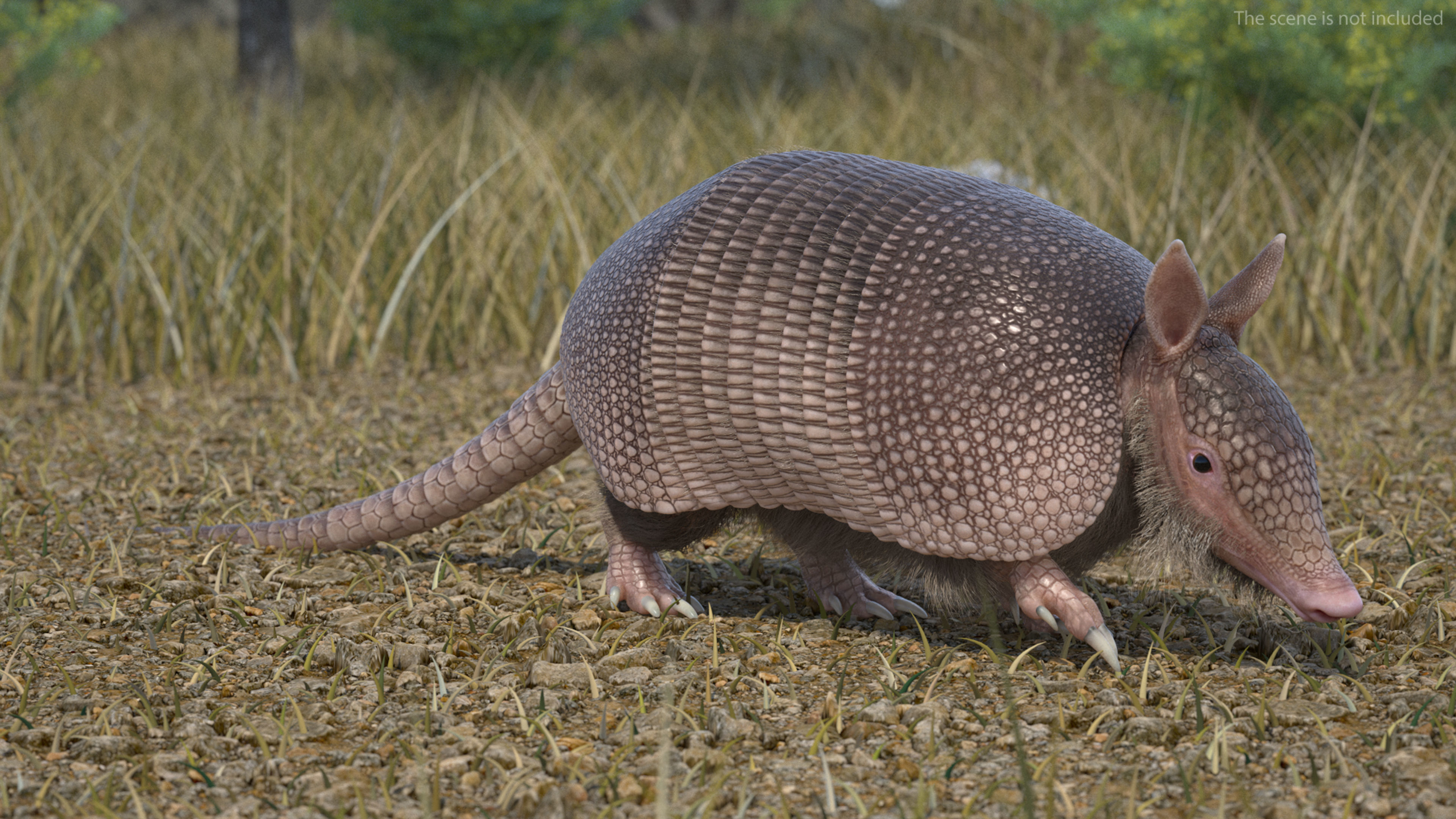 Armadillo in Walking Pose Pink Fur 3D model
