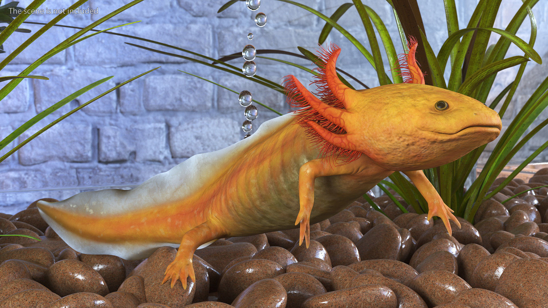 Gold Albino Axolotl Rigged for Maya 3D model