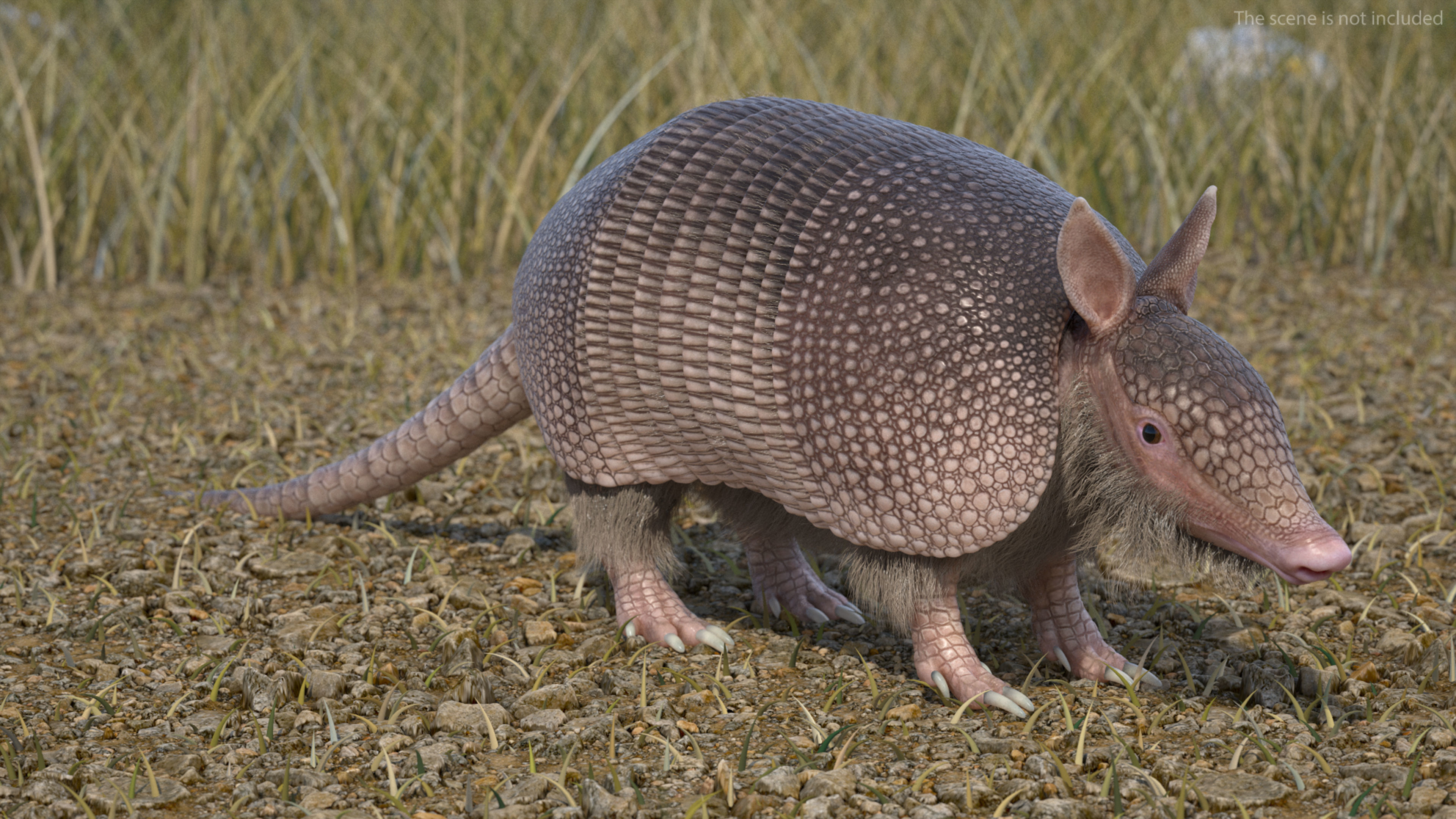 Armadillo Pink Fur 3D model