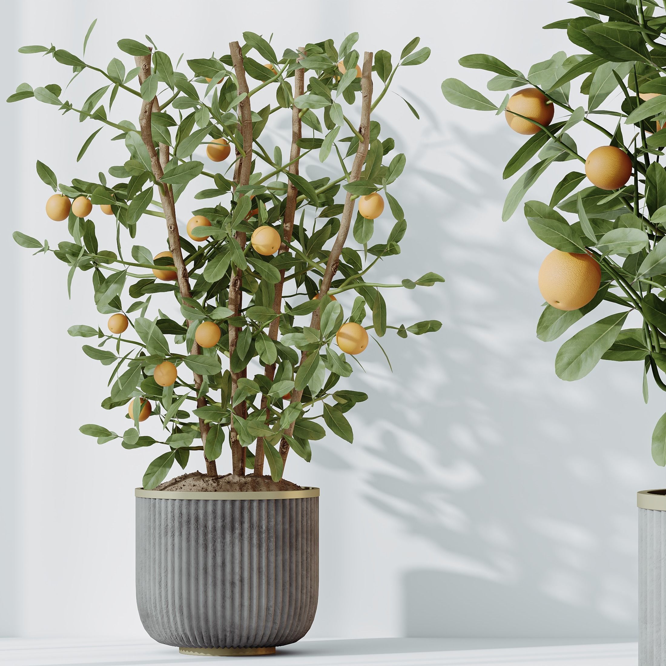 HousePlants Mandarin Citrus Fruit Bosnai China Orange Tree Set02 3D model_1