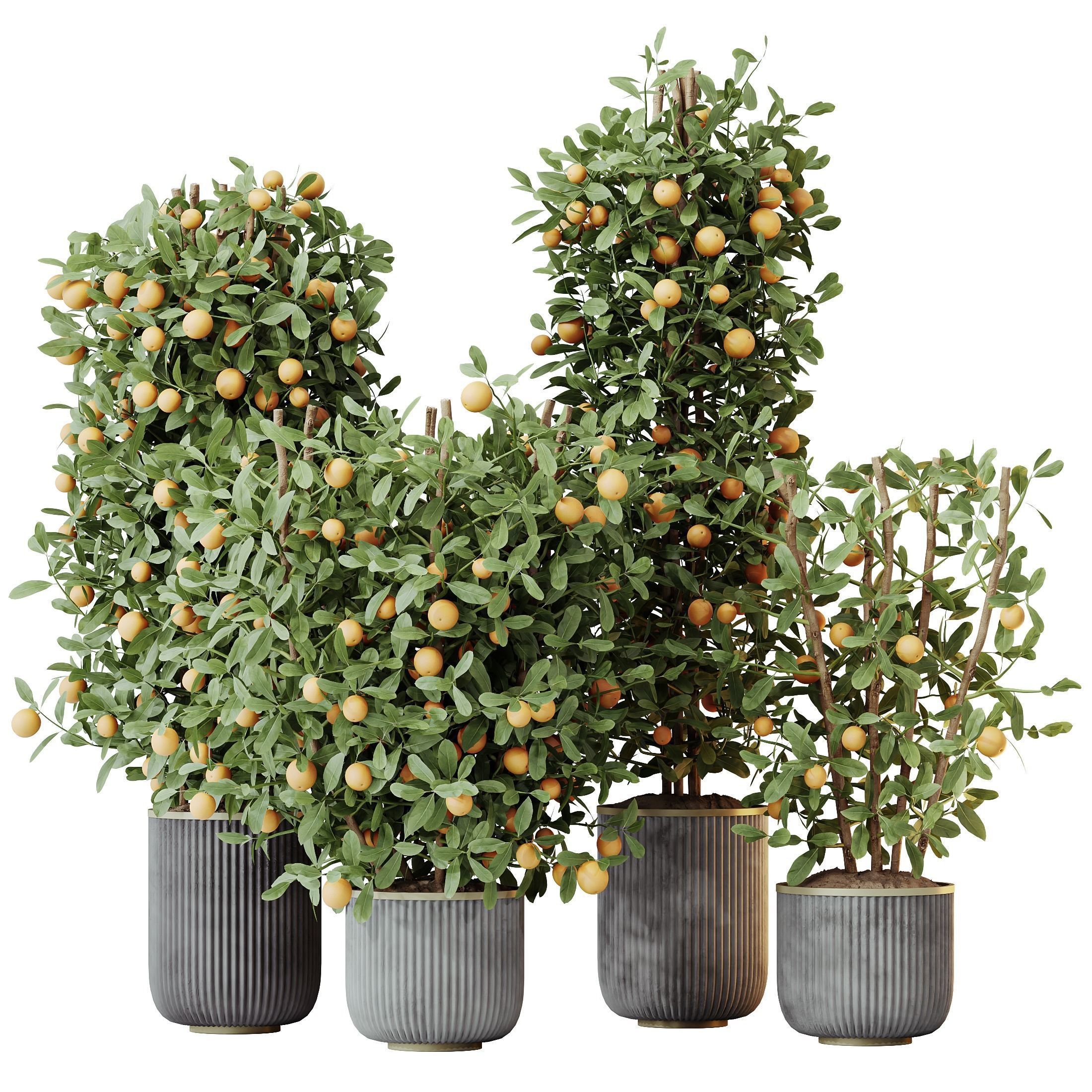 HousePlants Mandarin Citrus Fruit Bosnai China Orange Tree Set02 3D model_3