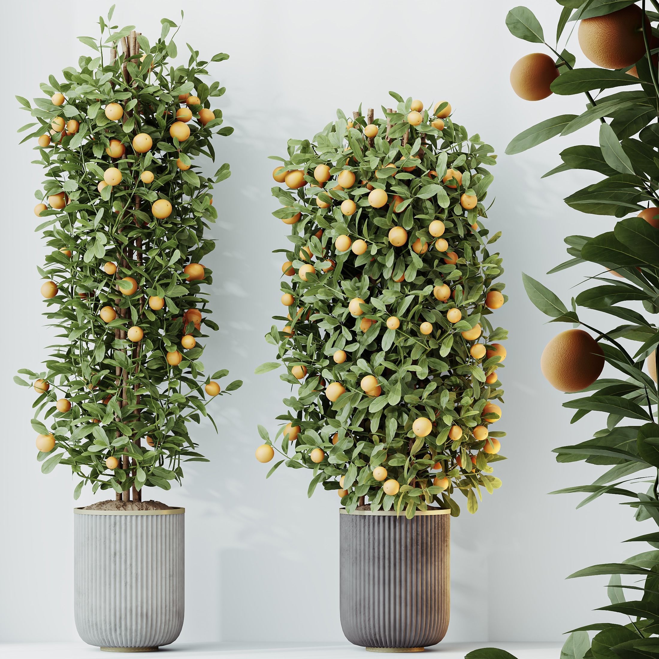 HousePlants Mandarin Citrus Fruit Bosnai China Orange Tree Set02 3D model_2