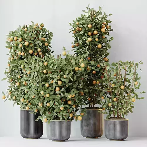 HousePlants Mandarin Citrus Fruit Bosnai China Orange Tree Set02 3D model