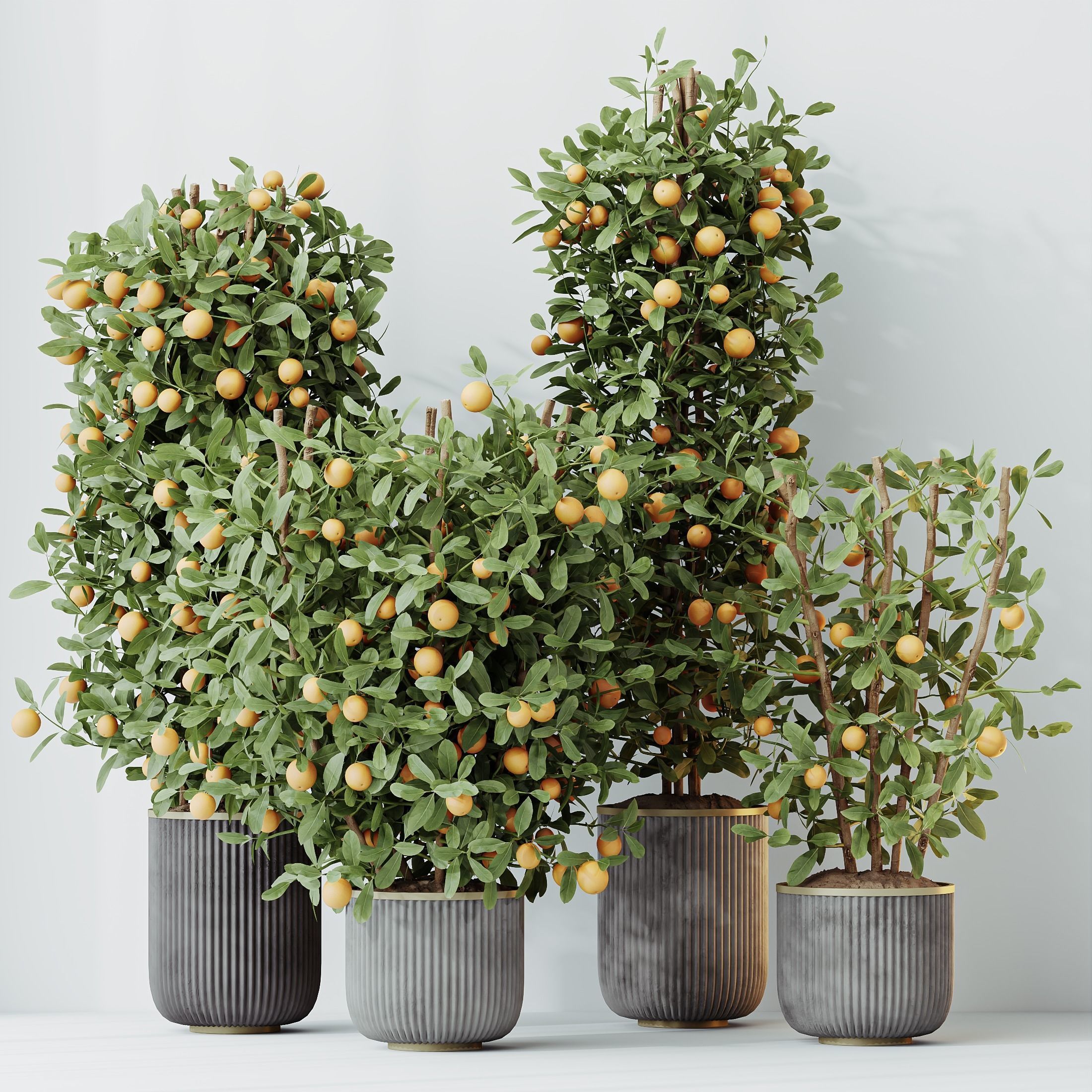 HousePlants Mandarin Citrus Fruit Bosnai China Orange Tree Set02 3D model_5