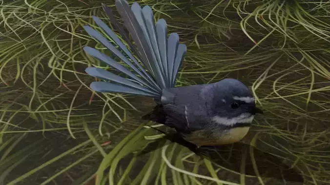 New Zealand fantail Bird Piwakawaka