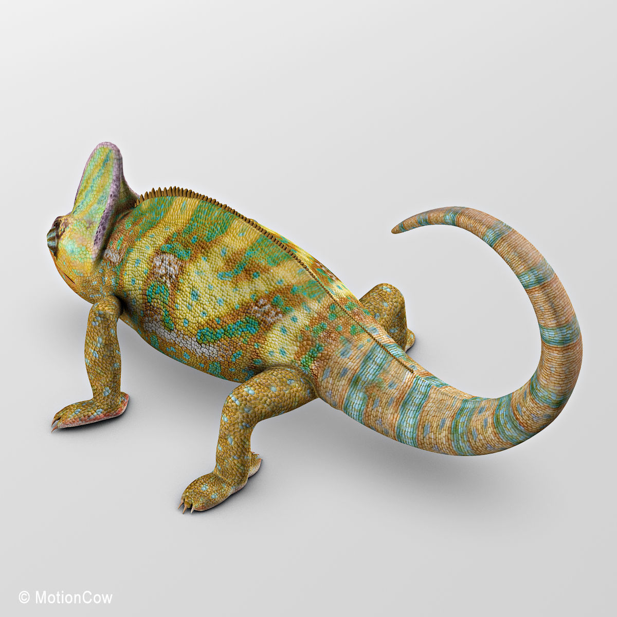 Chameleon - Color 3D model_6