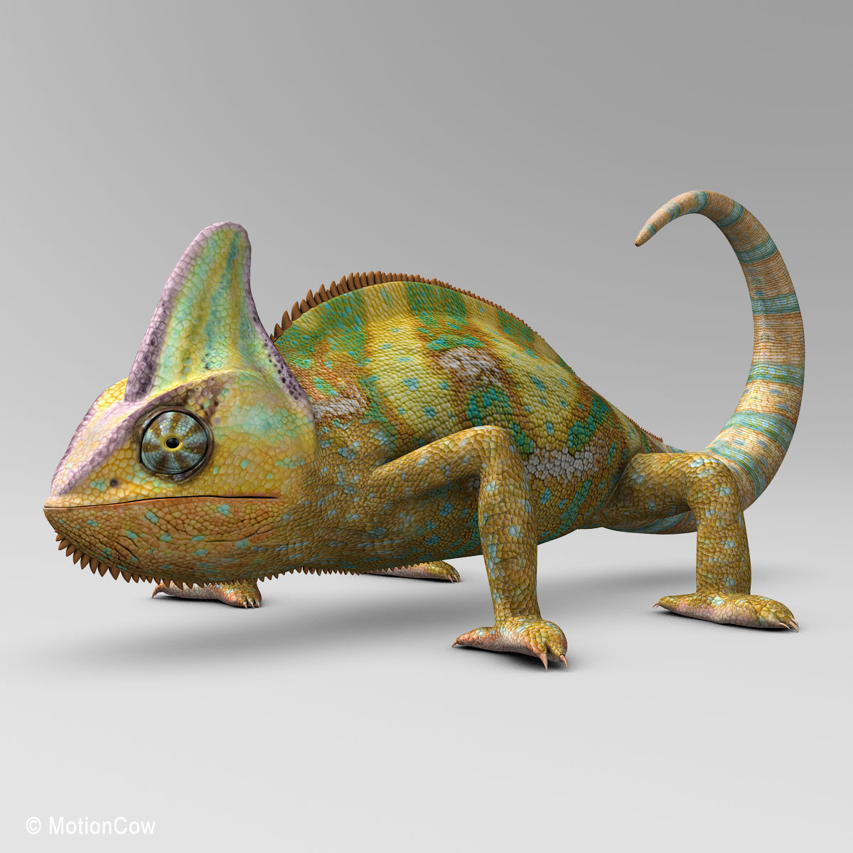 Chameleon - Color 3D model_3