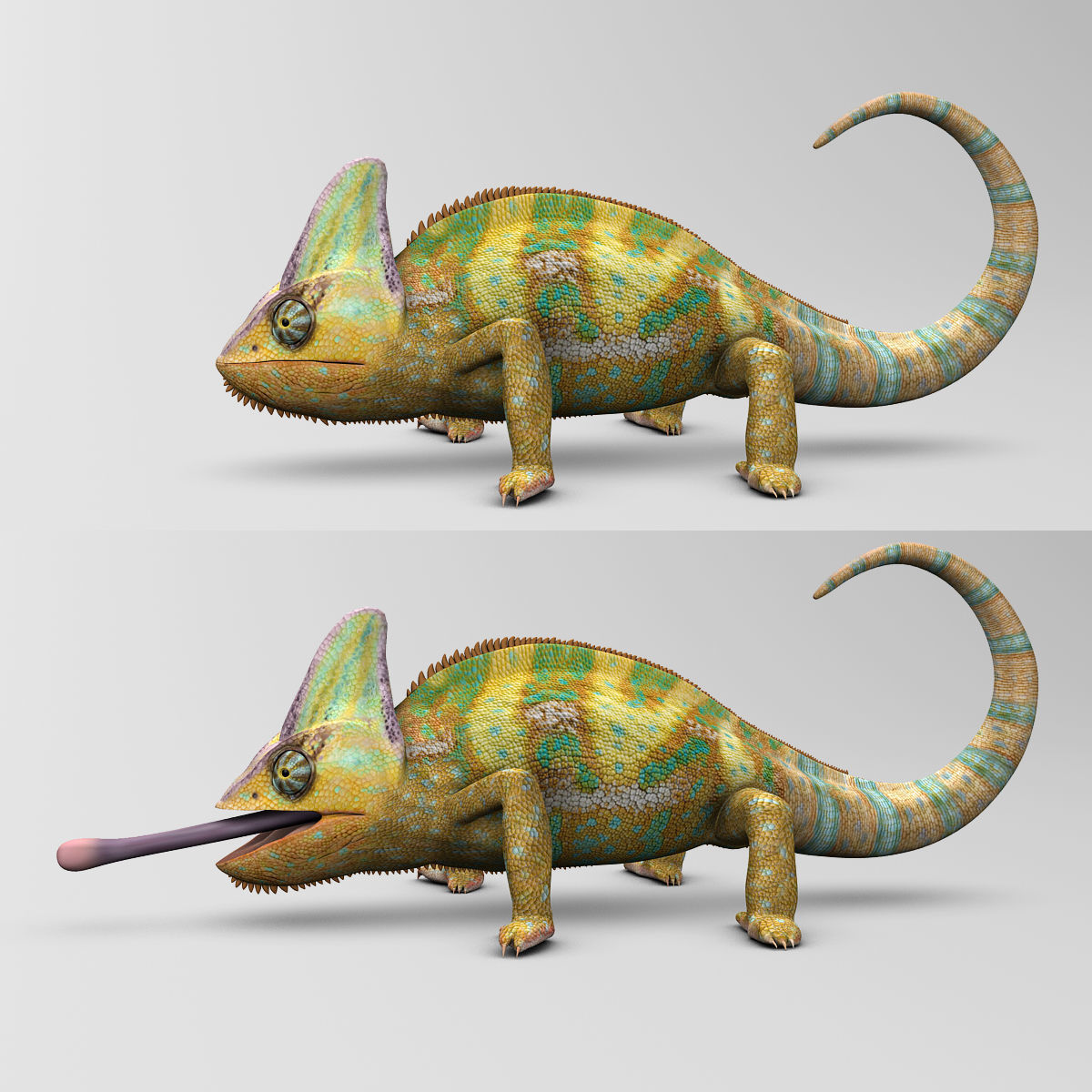 Chameleon - Color 3D model_12