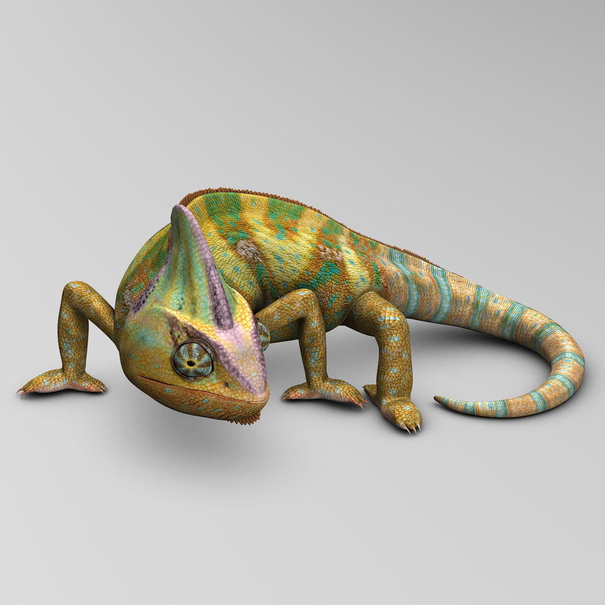Chameleon - Color 3D model_7