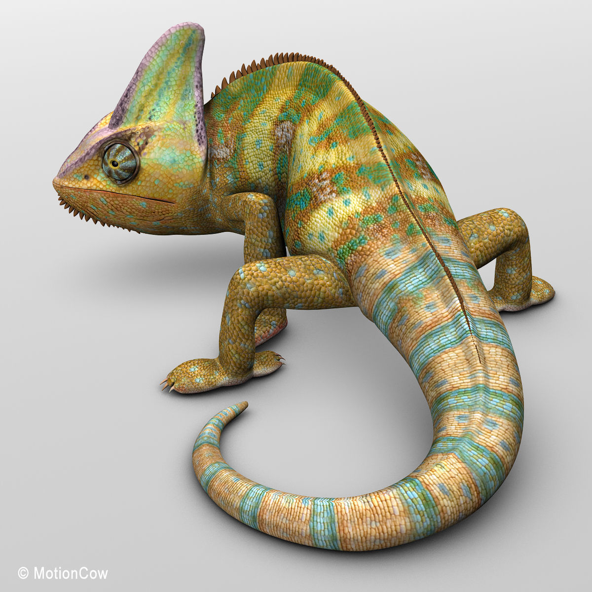Chameleon - Color 3D model_8