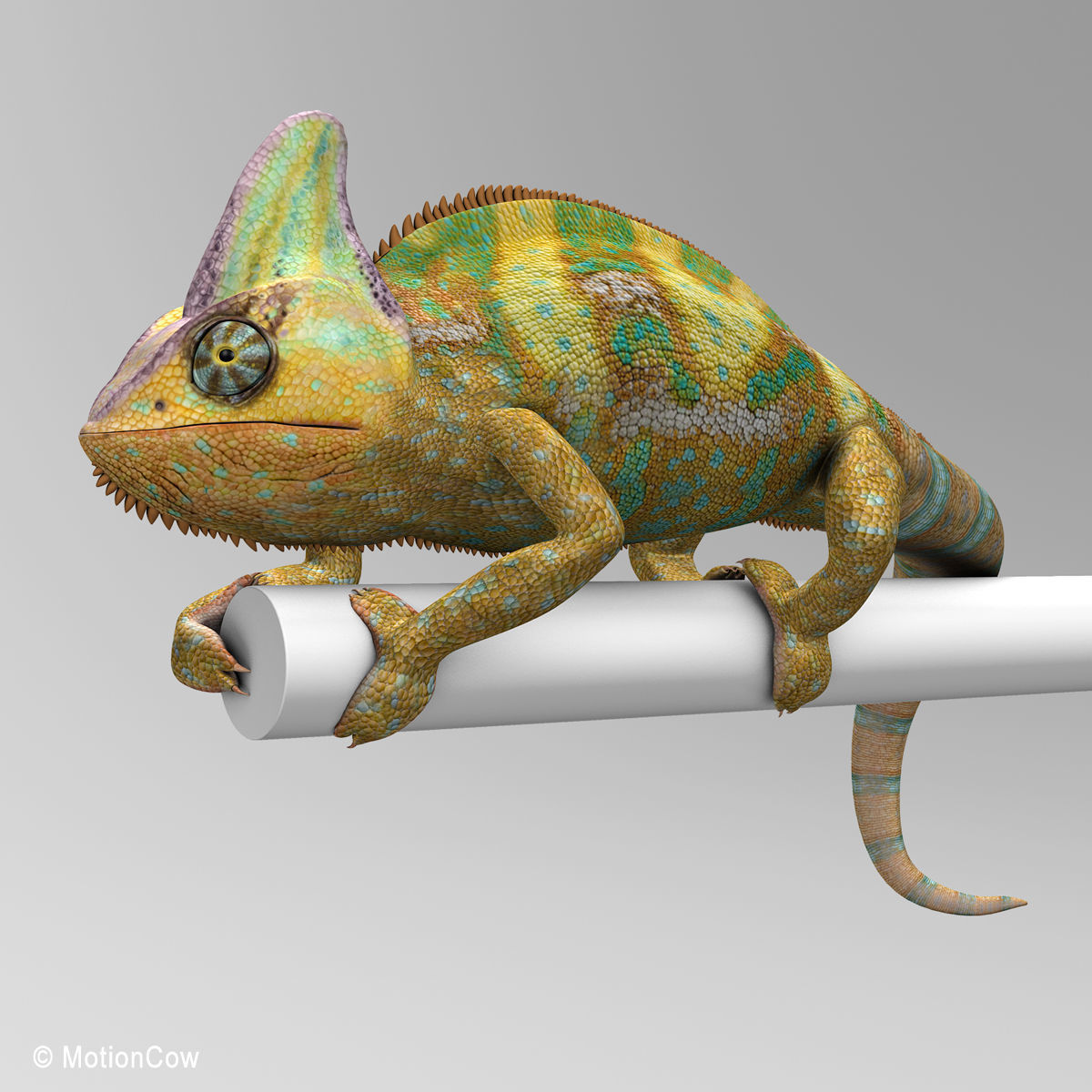 Chameleon - Color 3D model_10